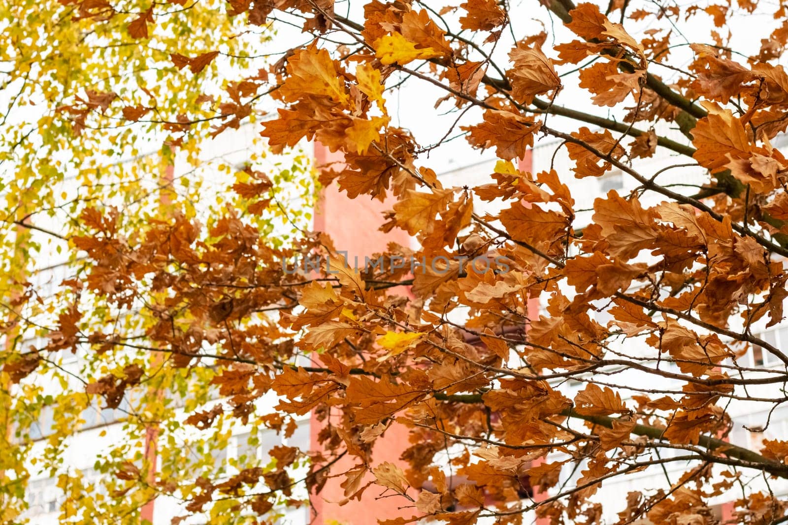 Yellow leaves on tree branches close up, autumn nature