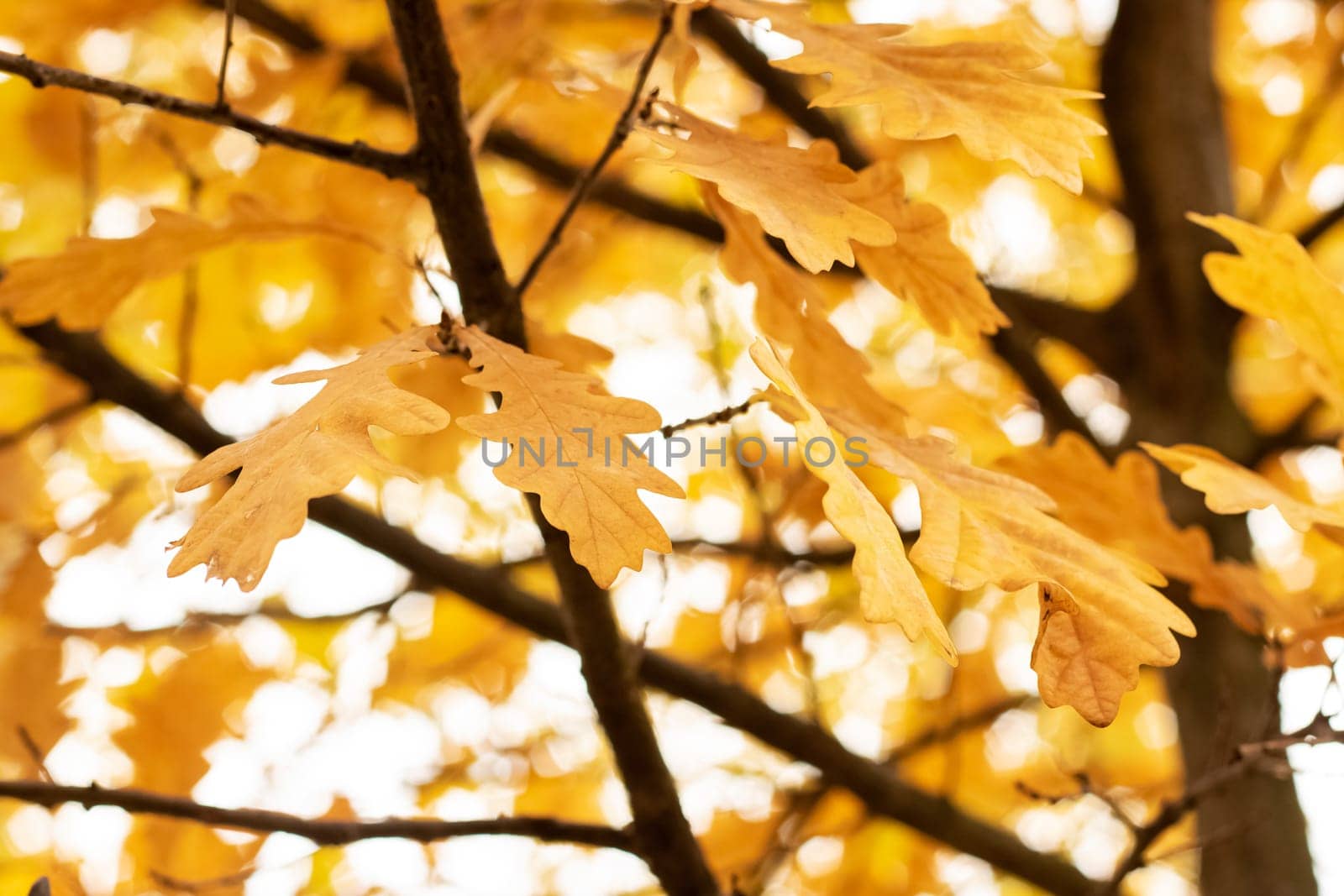 Yellow leaves on tree branches close up by Vera1703