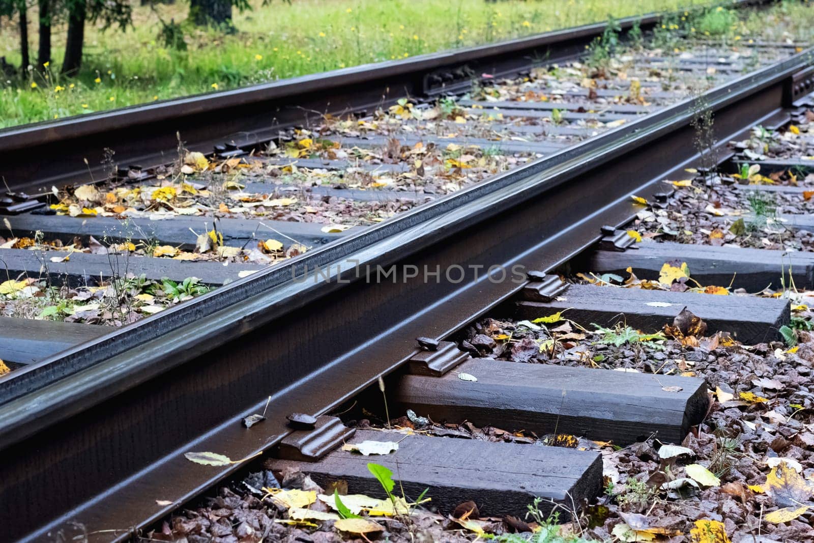 Railroad rails close up among green grass by Vera1703