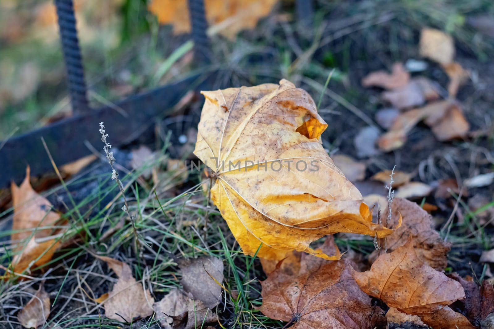 Yellow maple leaf on the ground close up
