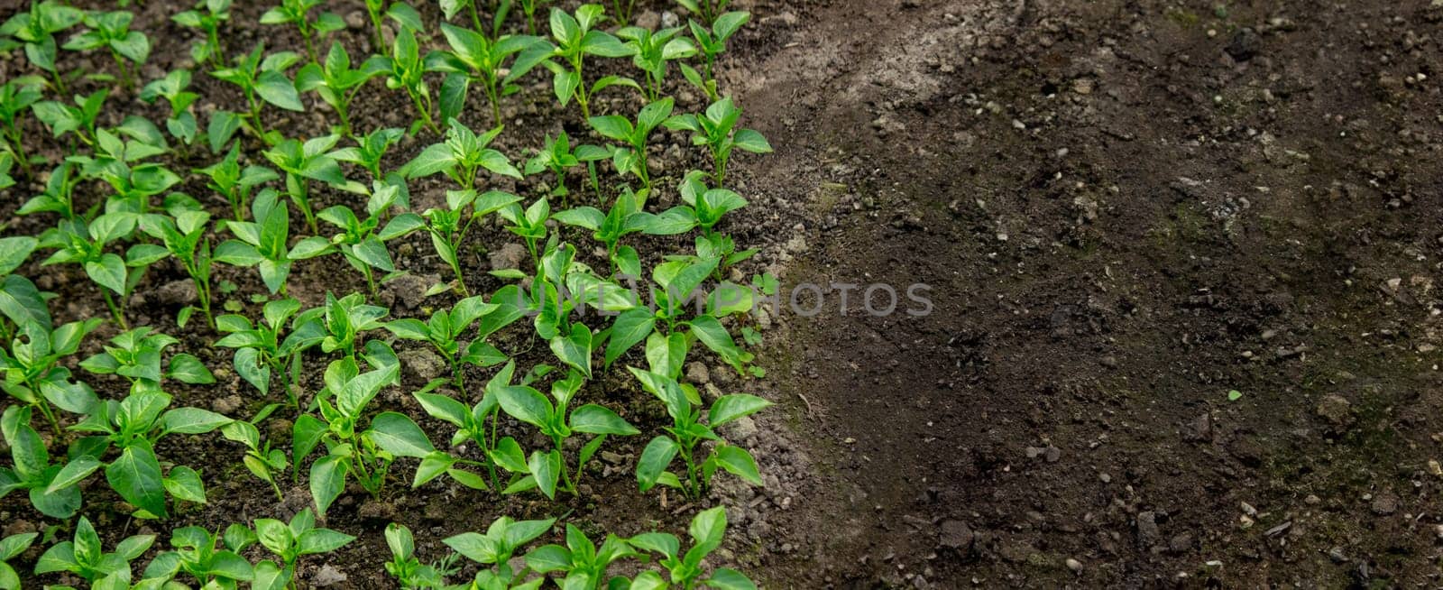 Young seedlings in the ground for reproduction. Plant seedlings.