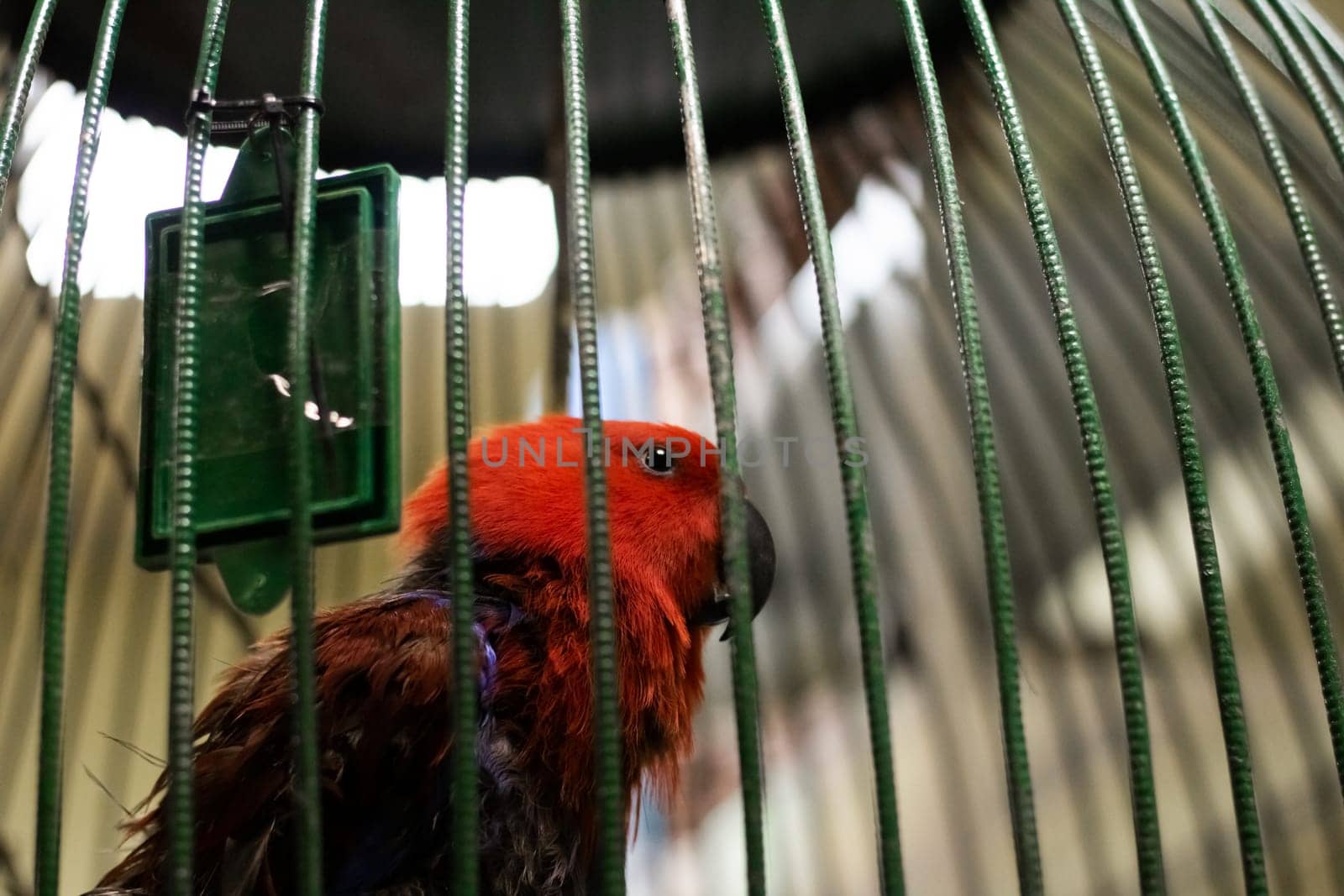 Red parrot behind bars cage close up with copy space