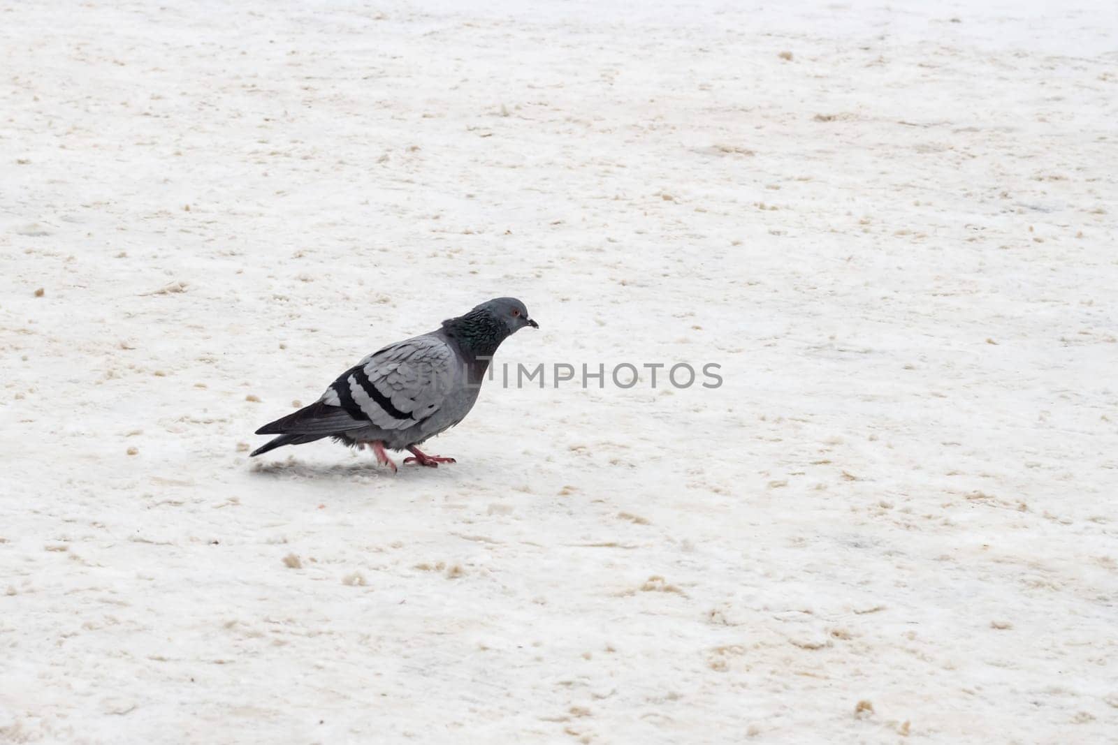 Gray dove walking in the snow with copy pace by Vera1703