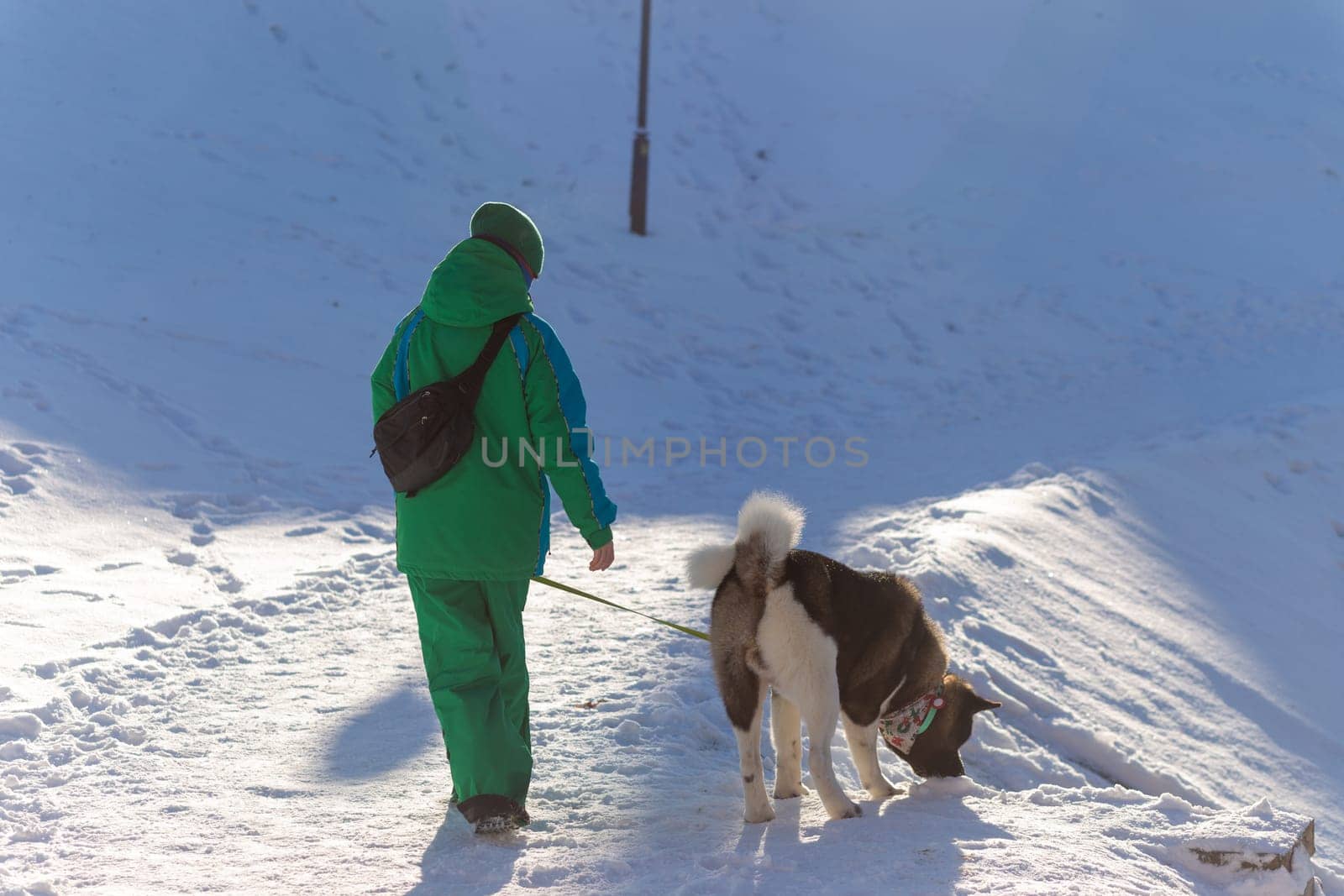 A young woman in a warm suit walks an American Akita dog in winter. This breed has a thick coat and is not afraid of frost.