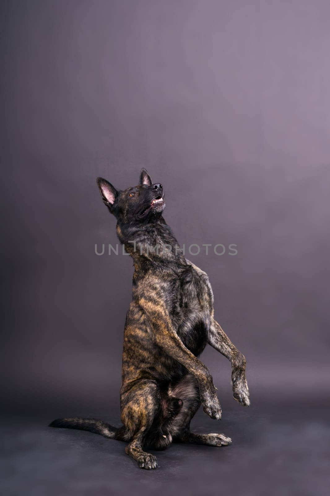 Dutch shepherd dog sitting isolated on dark yellow red background