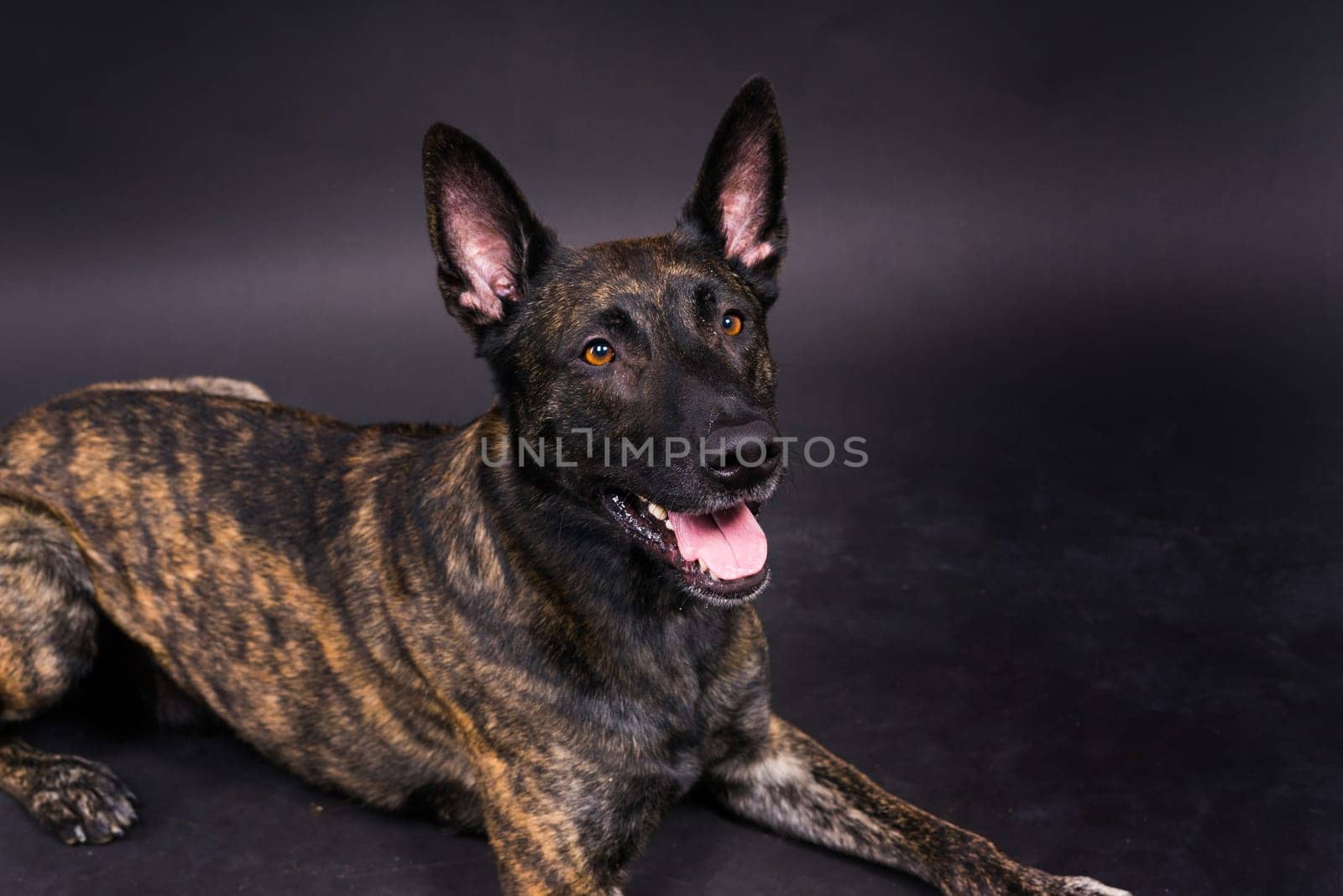 Dutch shepherd dog sitting isolated on dark yellow red background