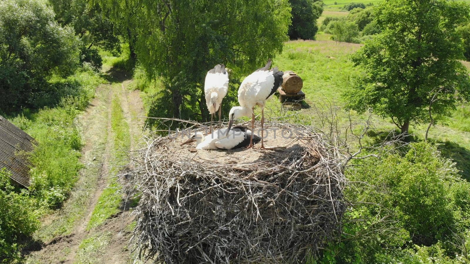 The stork's mother flies to the nest and feeds them. Drone view