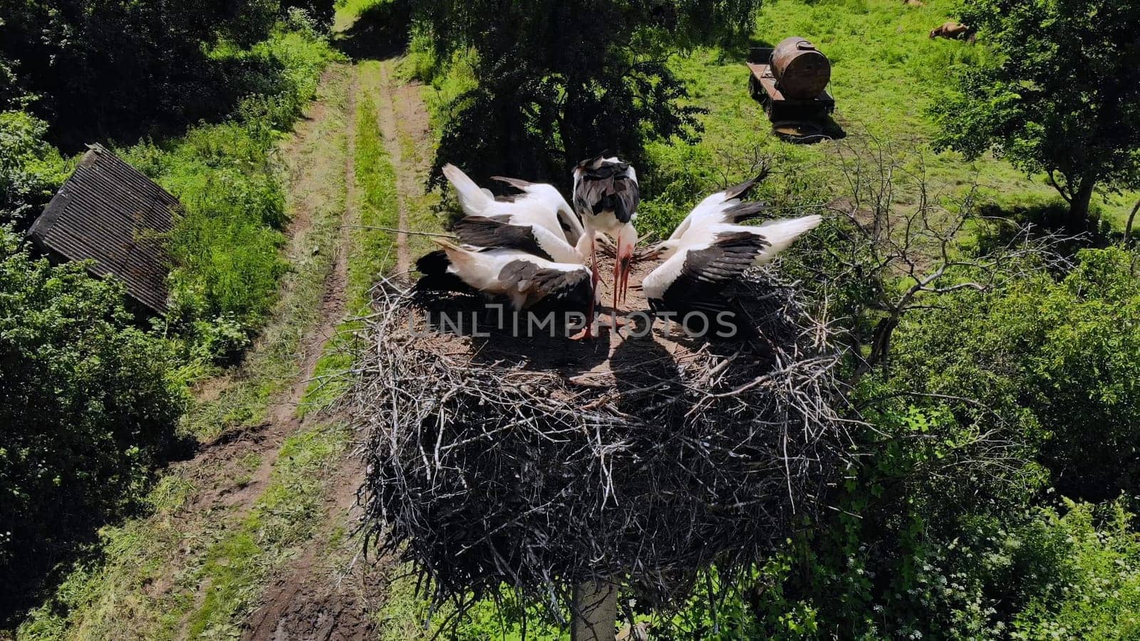 Stork mother feeds chicks in the nest. Drone view. by DovidPro