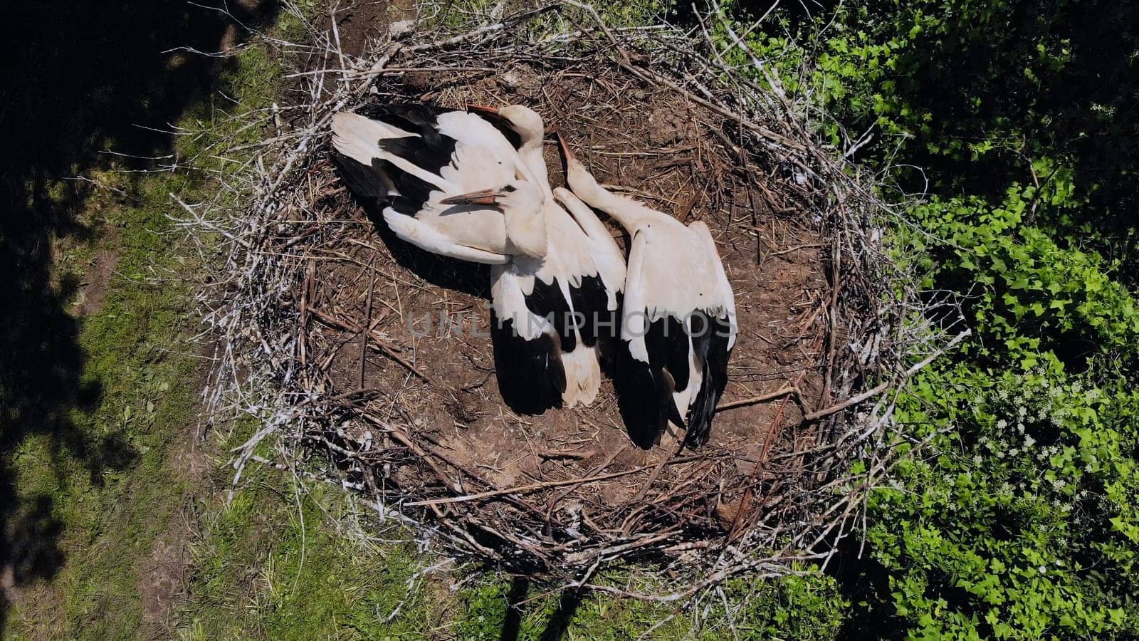 Storks nest with chicks. Drone view