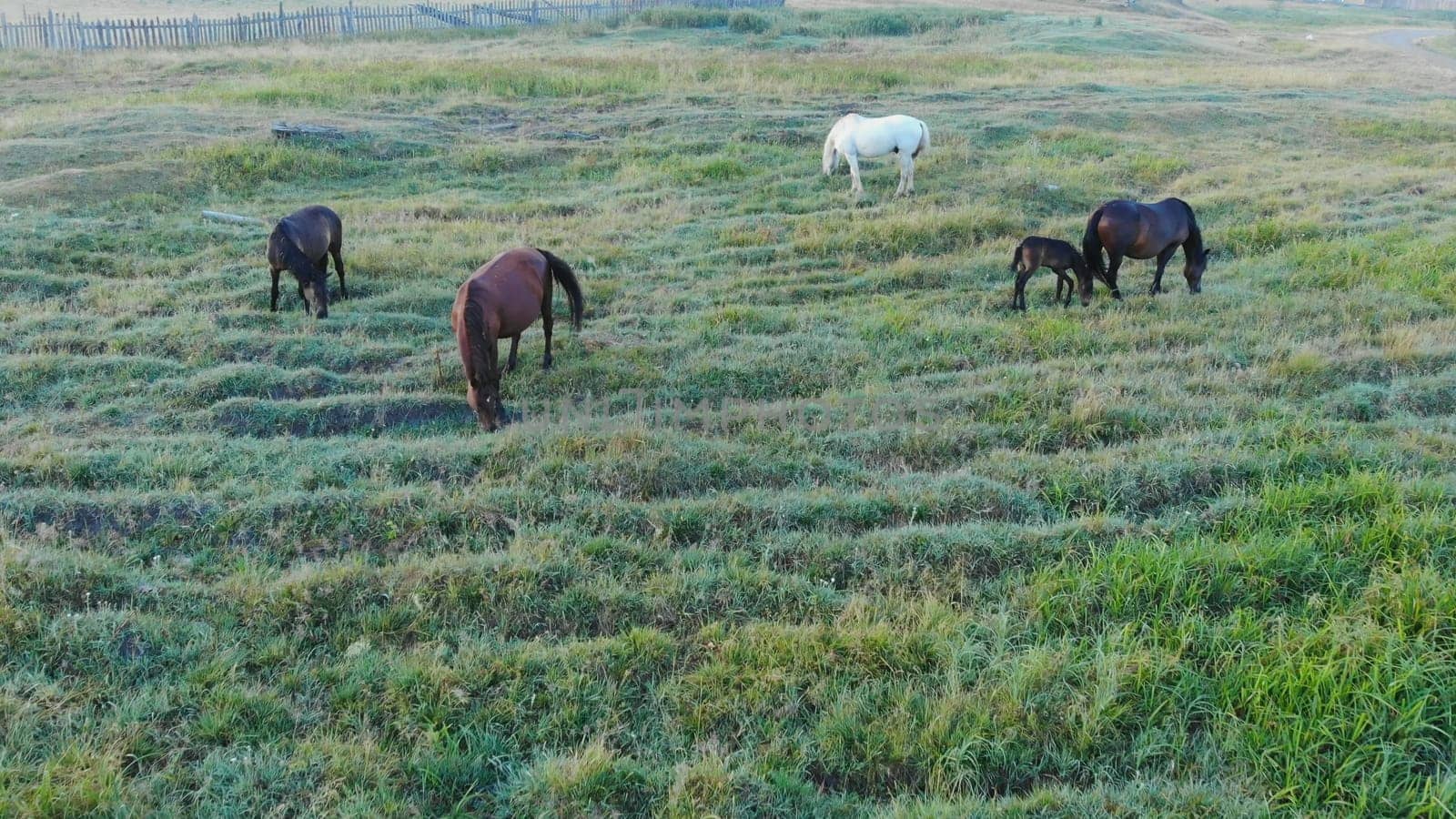 Wild horses graze in the field in the morning. by DovidPro