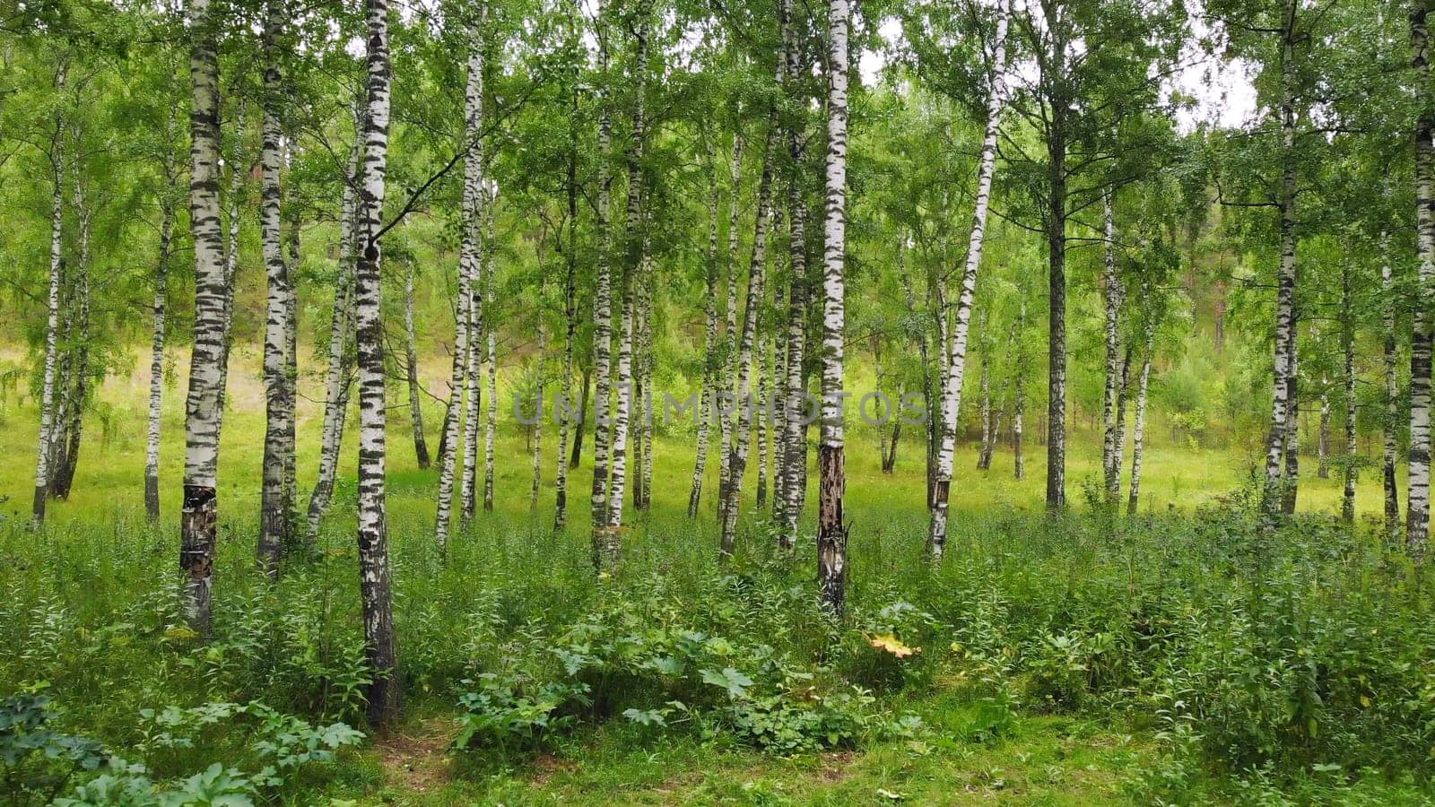 Green birch grove in Russia