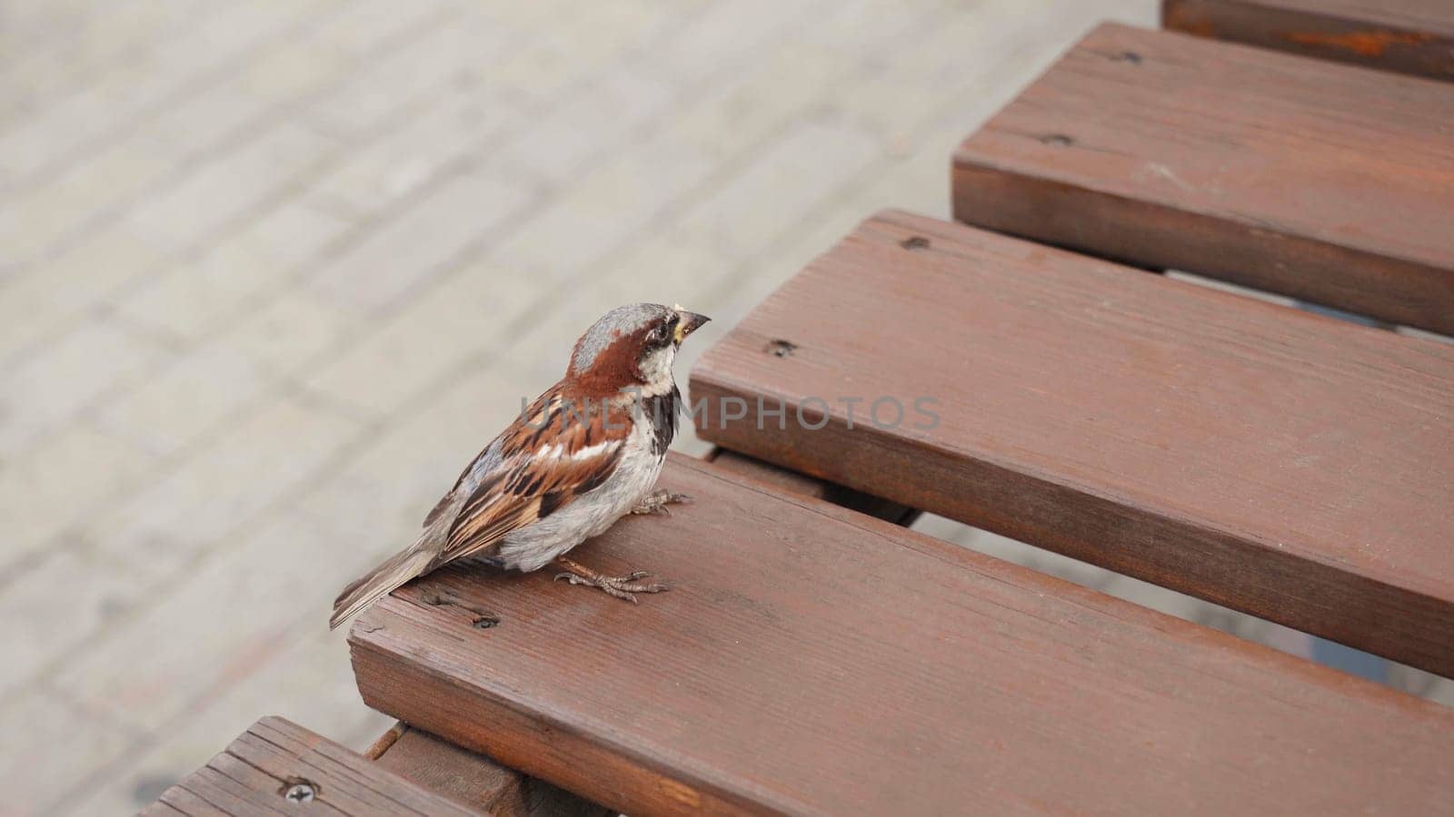 Funny urban sparrow on the bench in Russia. by DovidPro