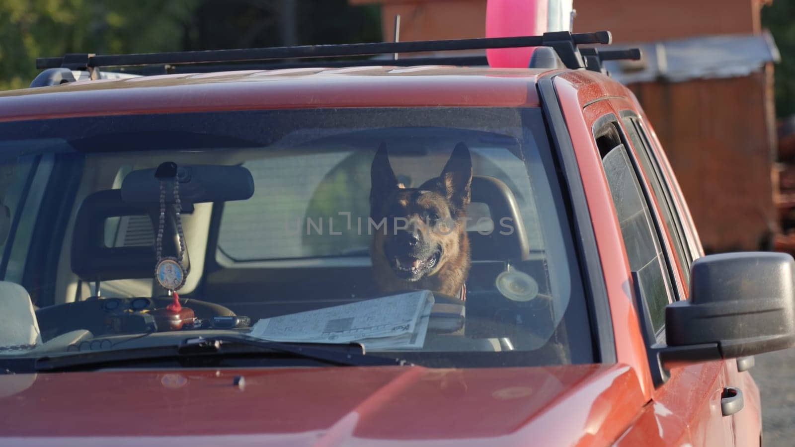 A funny shepherd dog is sitting behind the wheel in a car