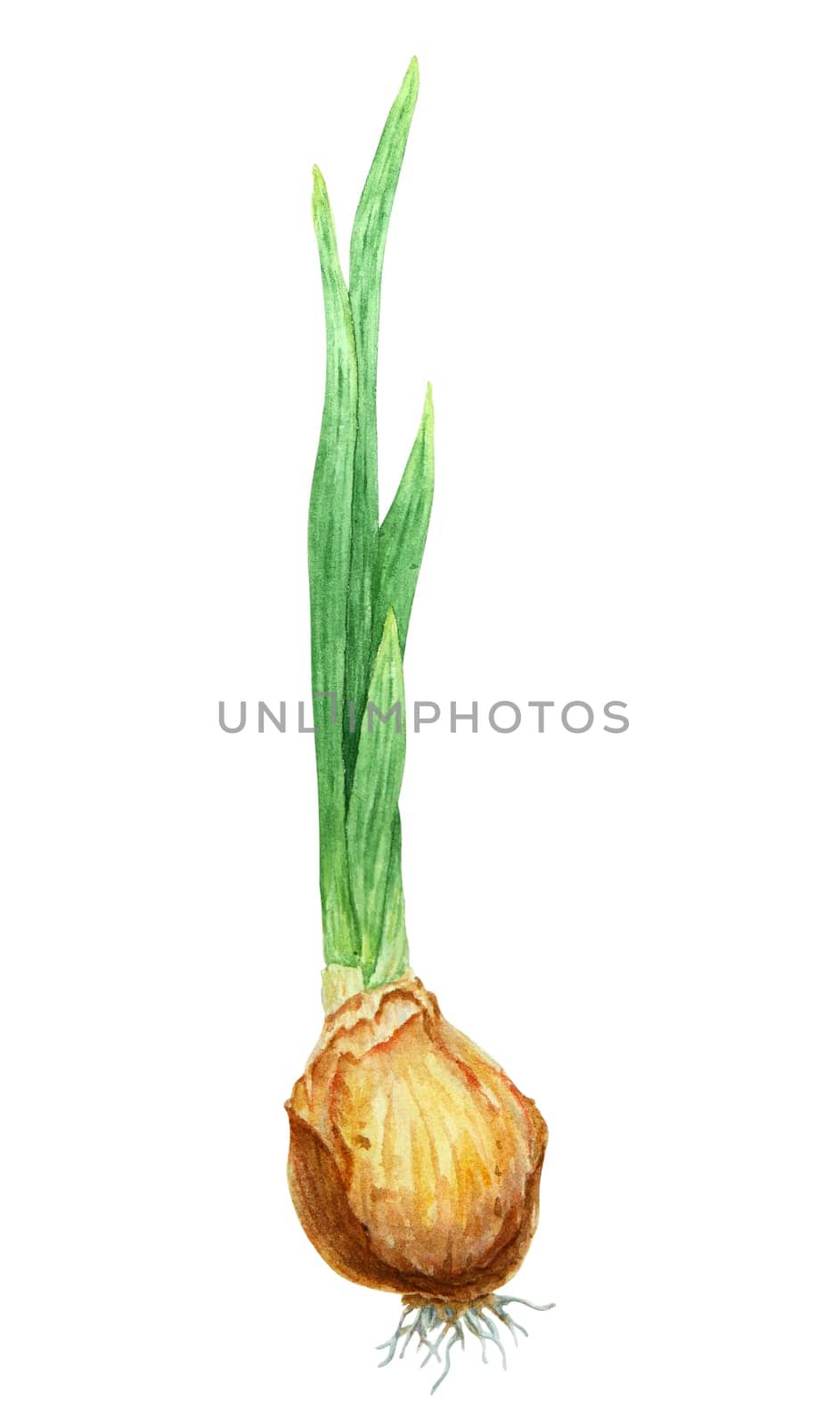 Bulb of plant, flower. Watercolor hand drawn illustration of narcissus, onion, tulip, hyacinth. Botanical painting of spring garden flower for greeting, wedding, Easter, Mothers day, farmers prints.