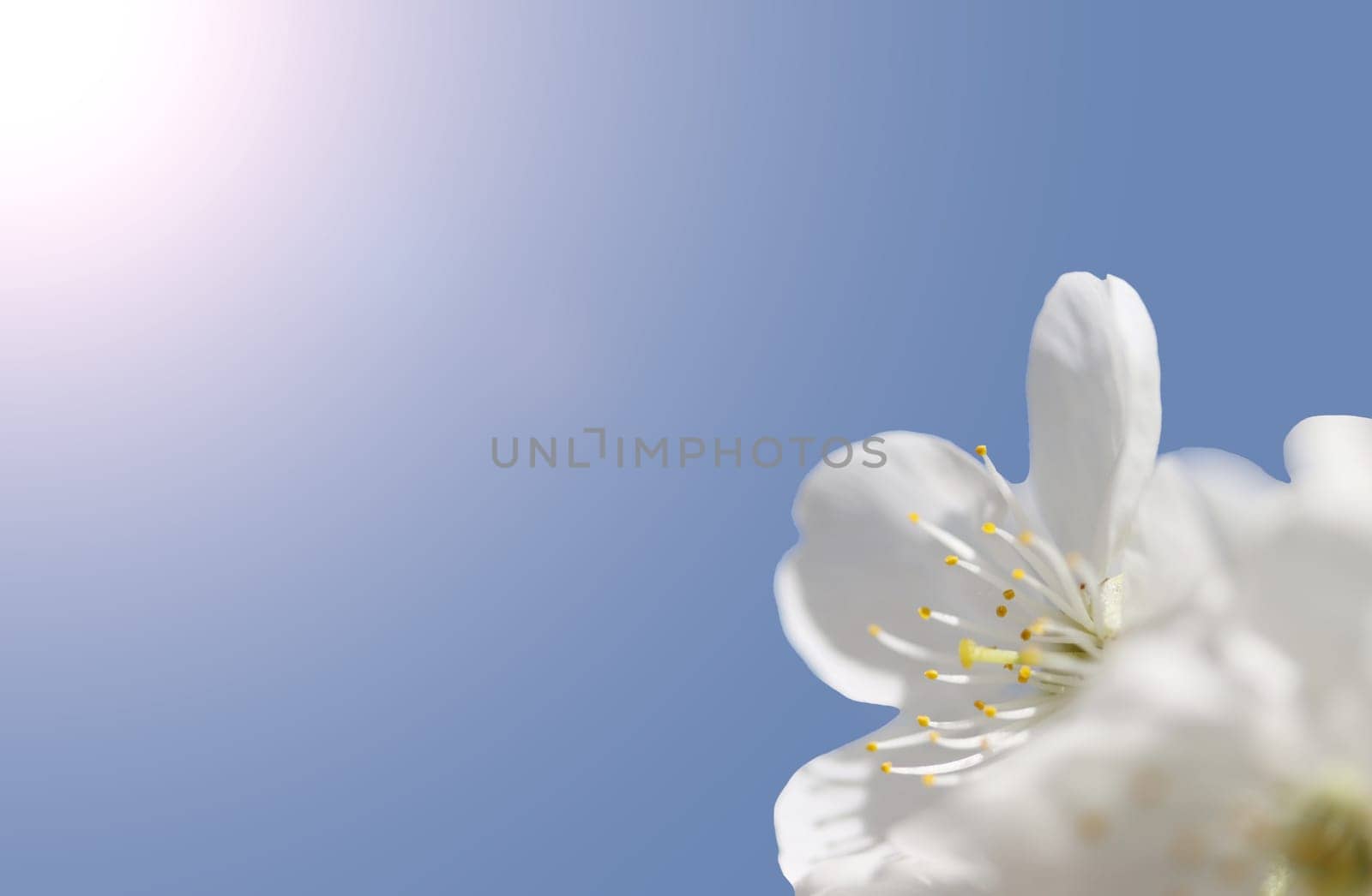 spring flower against blue sky, spring time