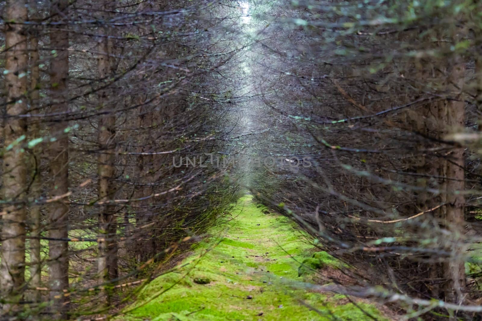 Dry pictures of pine trees in an artificial forest. by DovidPro