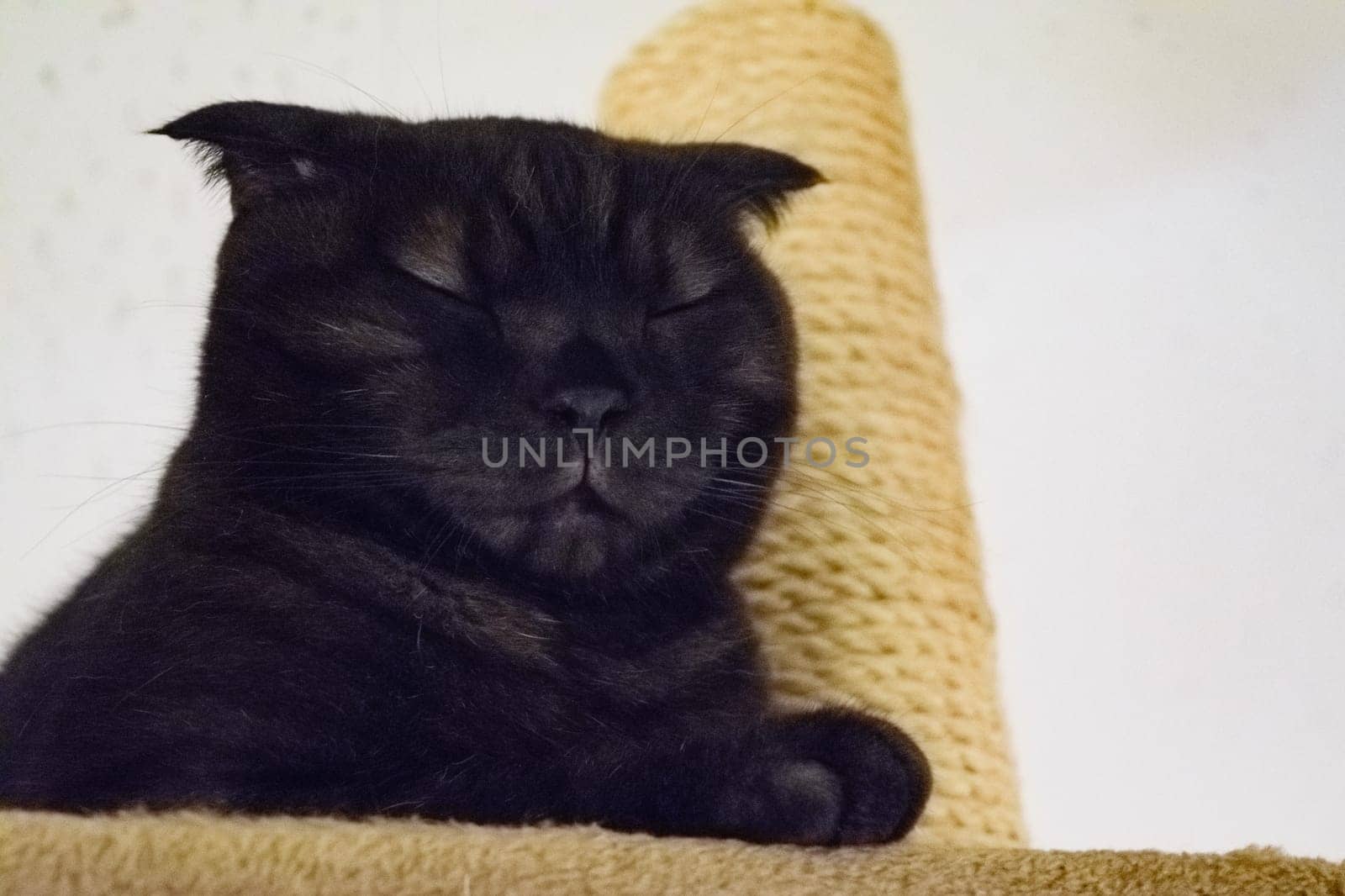 Black cat with resting on a beige surface, eyes closed, looking content and relaxed.