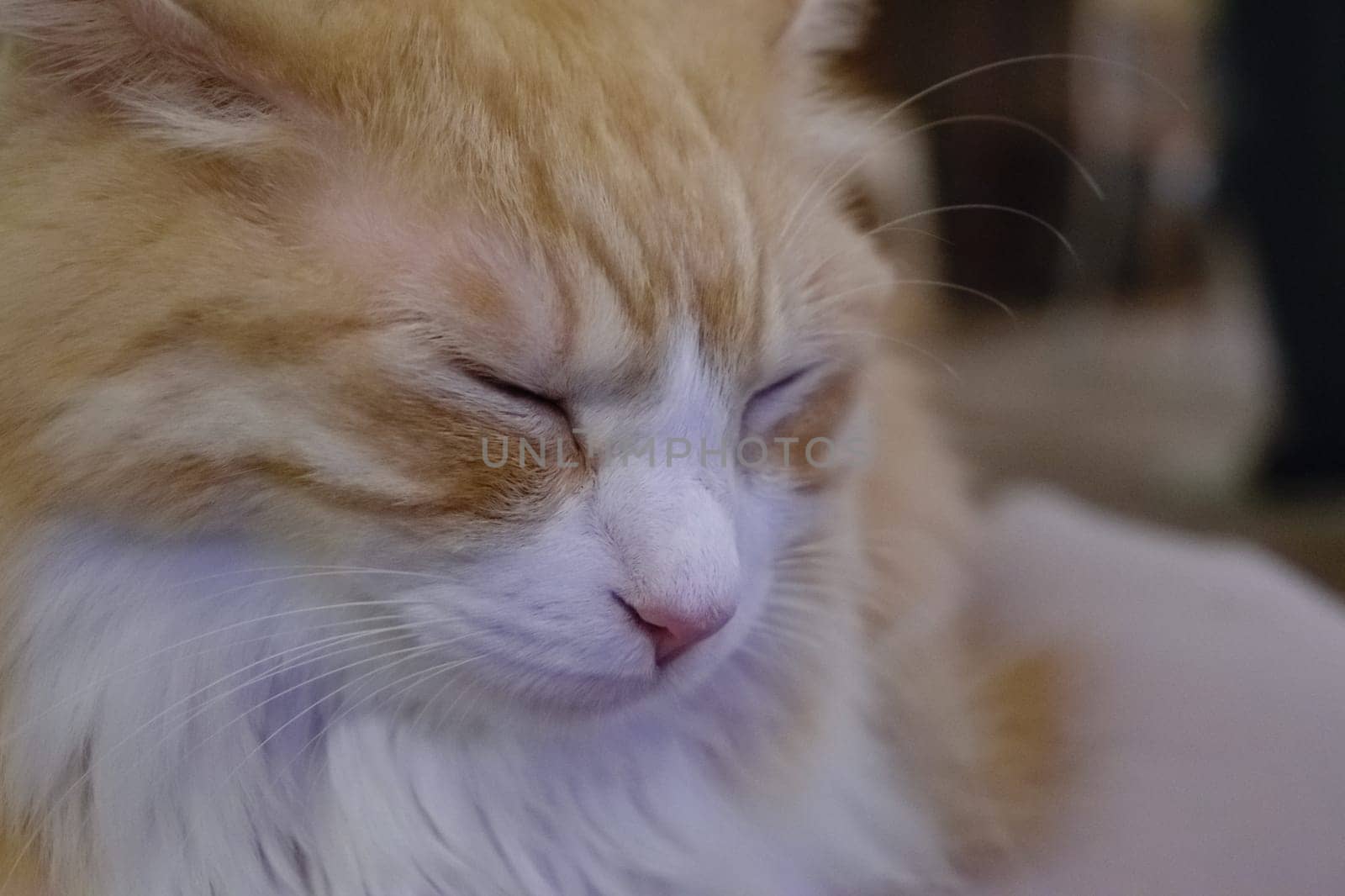 Close-up of a peaceful ginger cat with closed eyes, displaying a serene expression.
