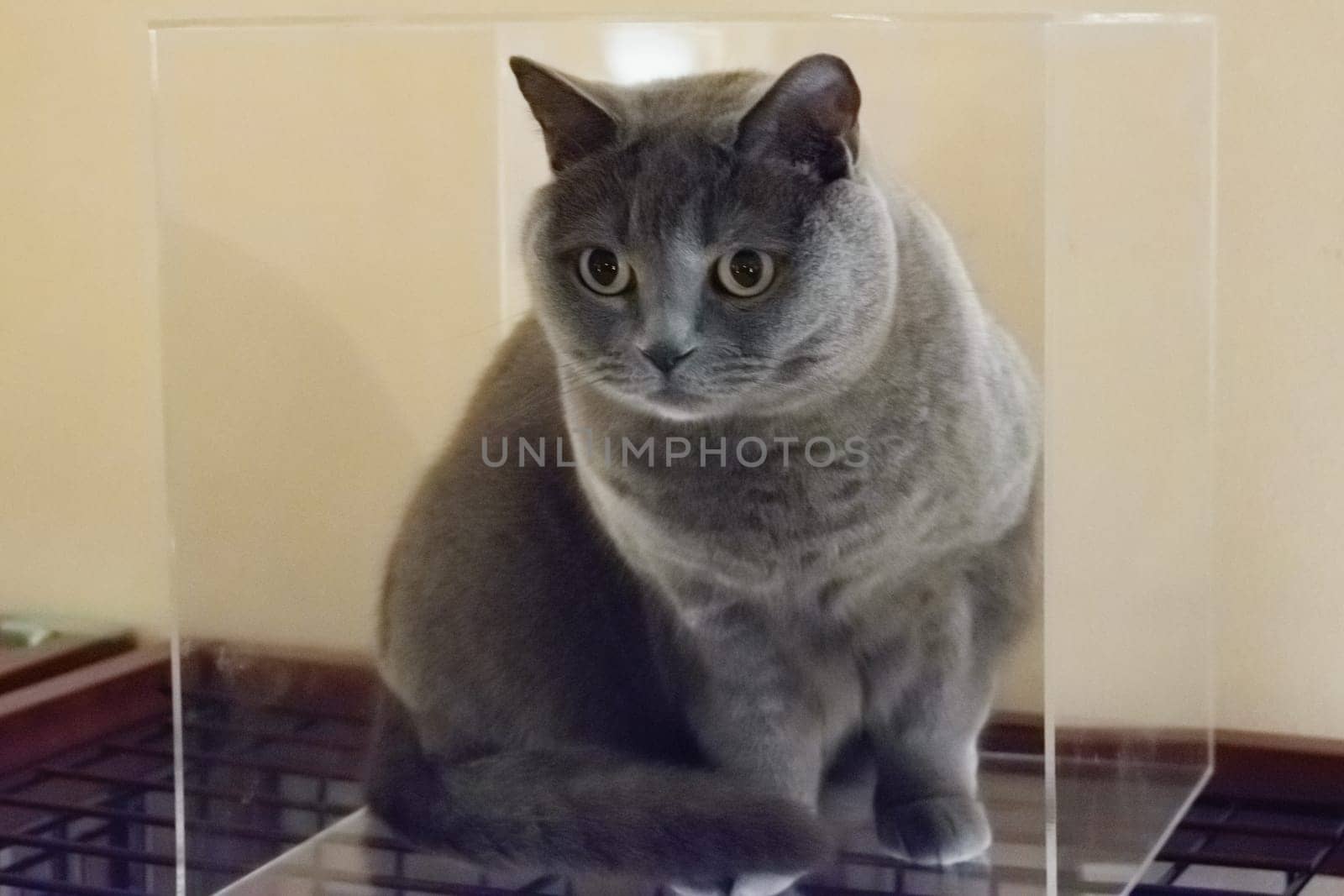 Gray domestic cat sitting in a transparent plastic cuboid box, looking alert and curious.
