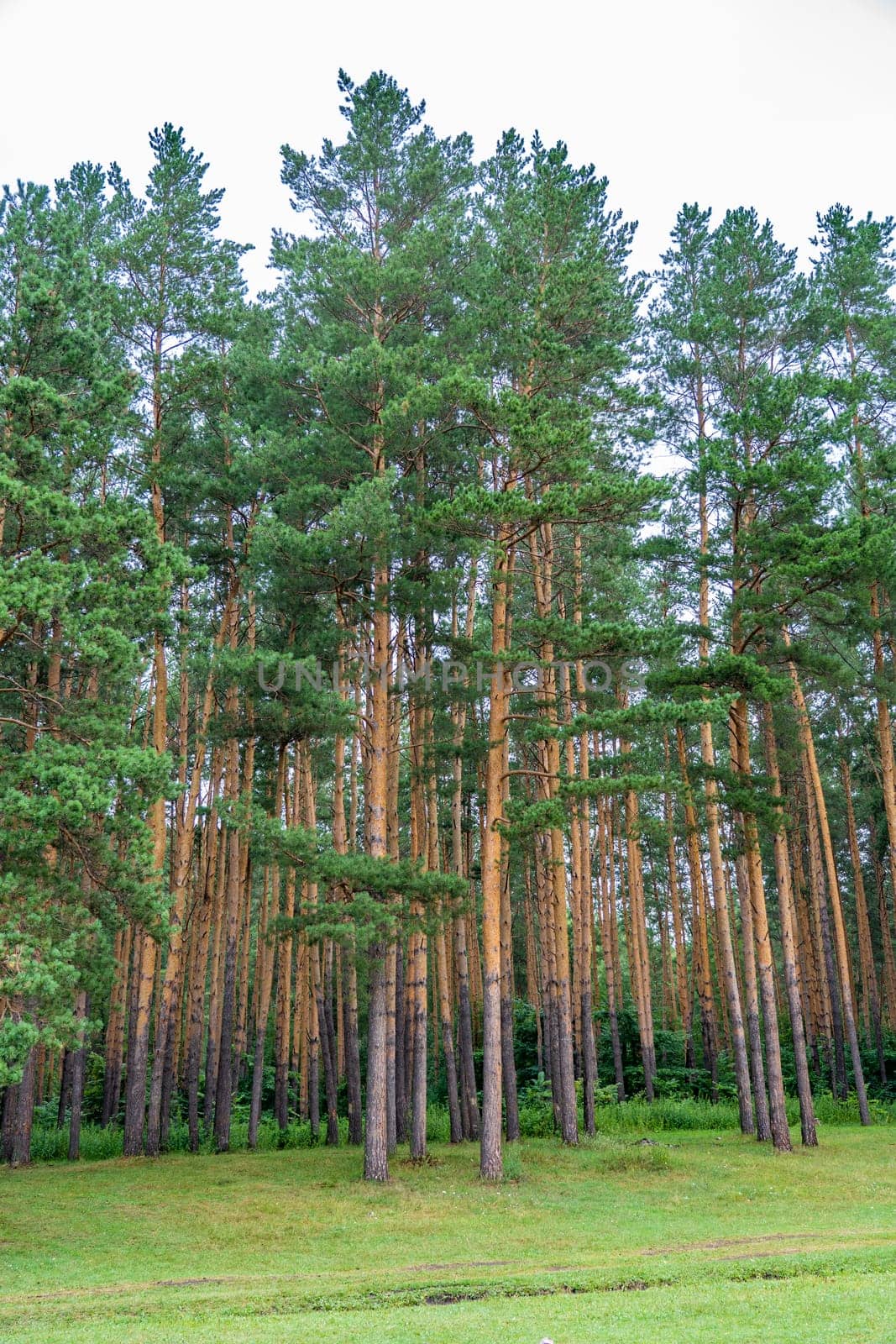 Tall ship pines in the southern Urals. by DovidPro