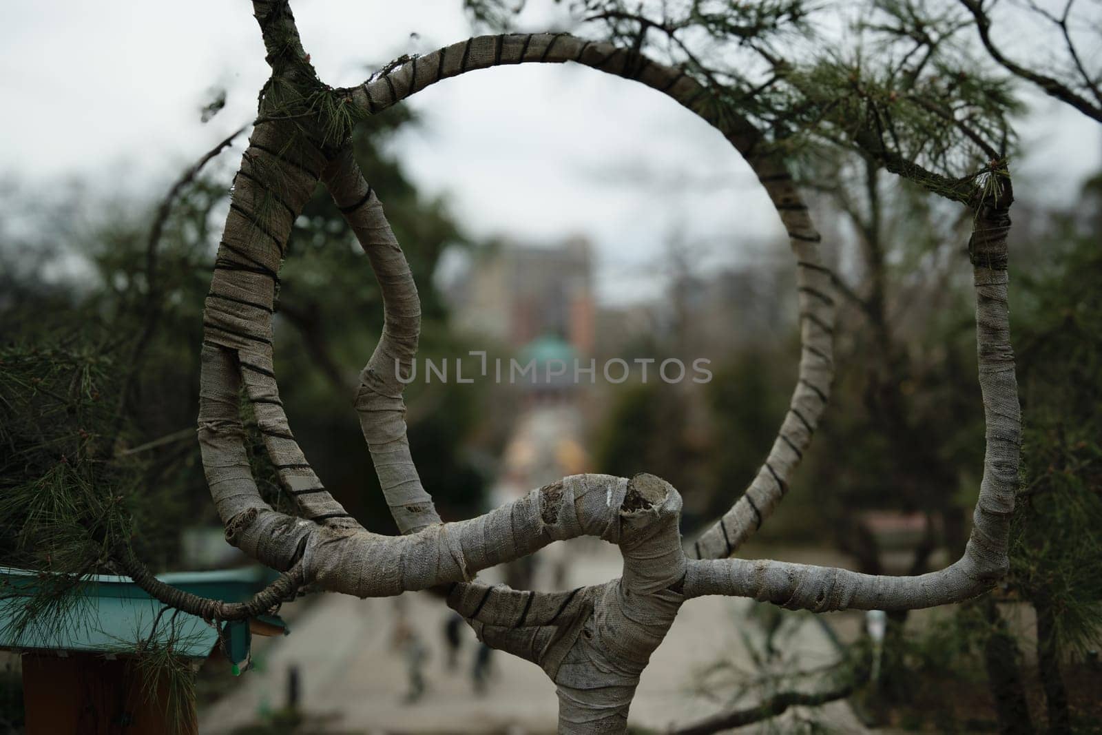 Curved tree branches forming a circular frame with a blurred background of urban park.