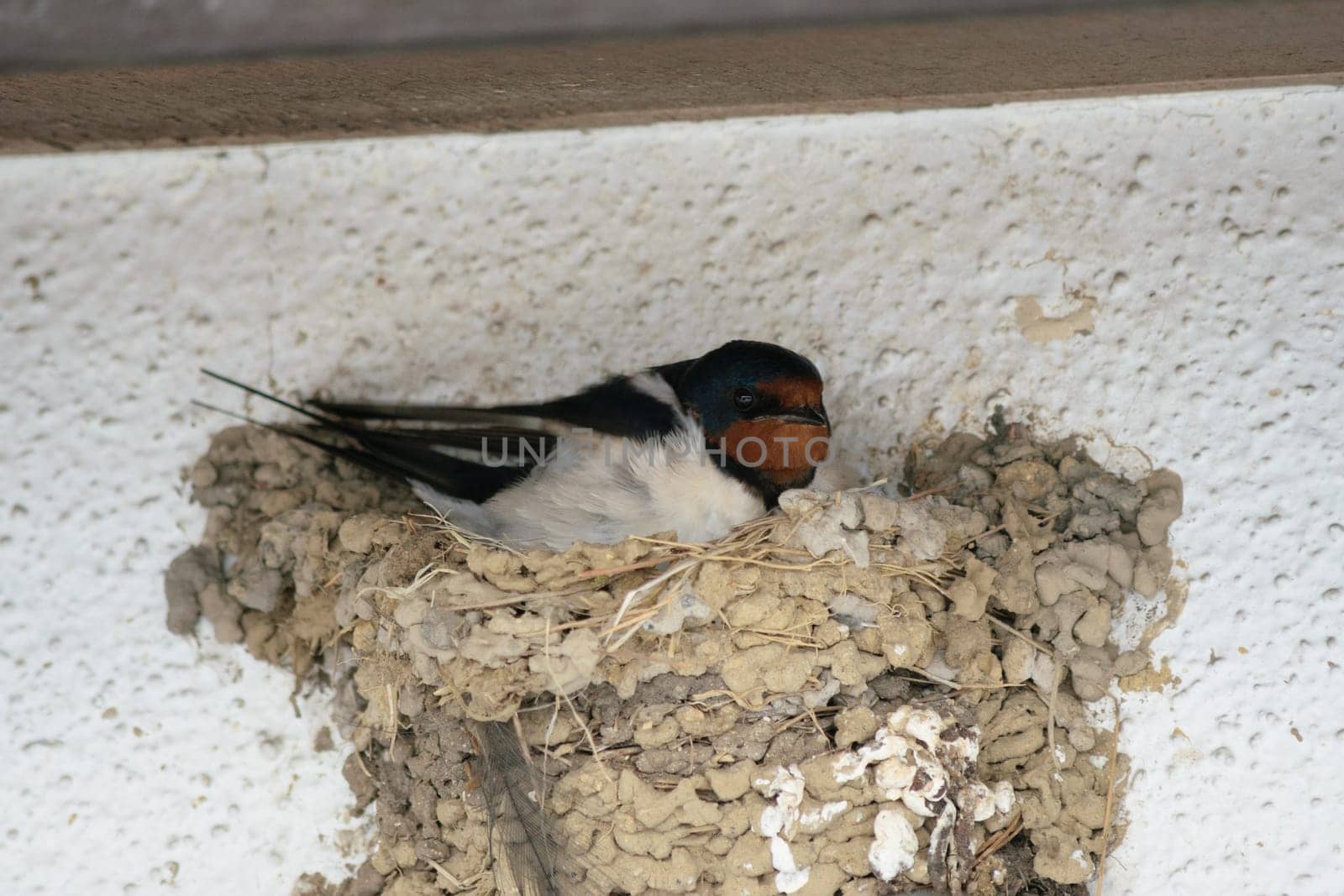 Swallow resting in its mud nest attached to a white wall, showcasing wildlife in urban settings.