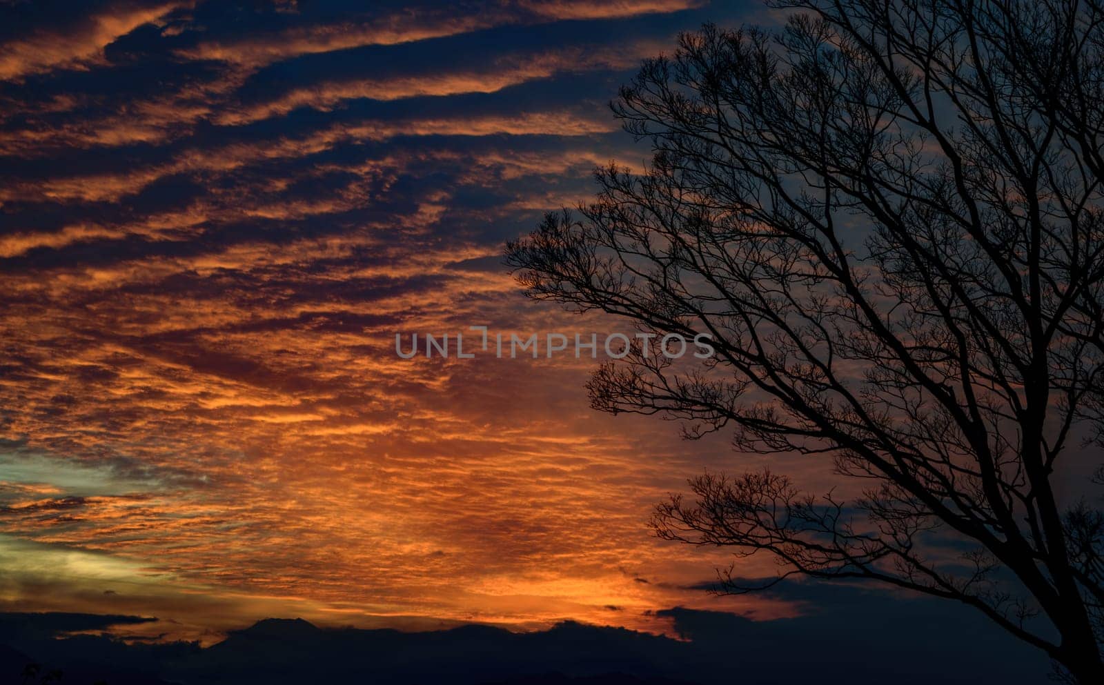 Vibrant sunset sky with orange clouds and silhouette of a bare tree.