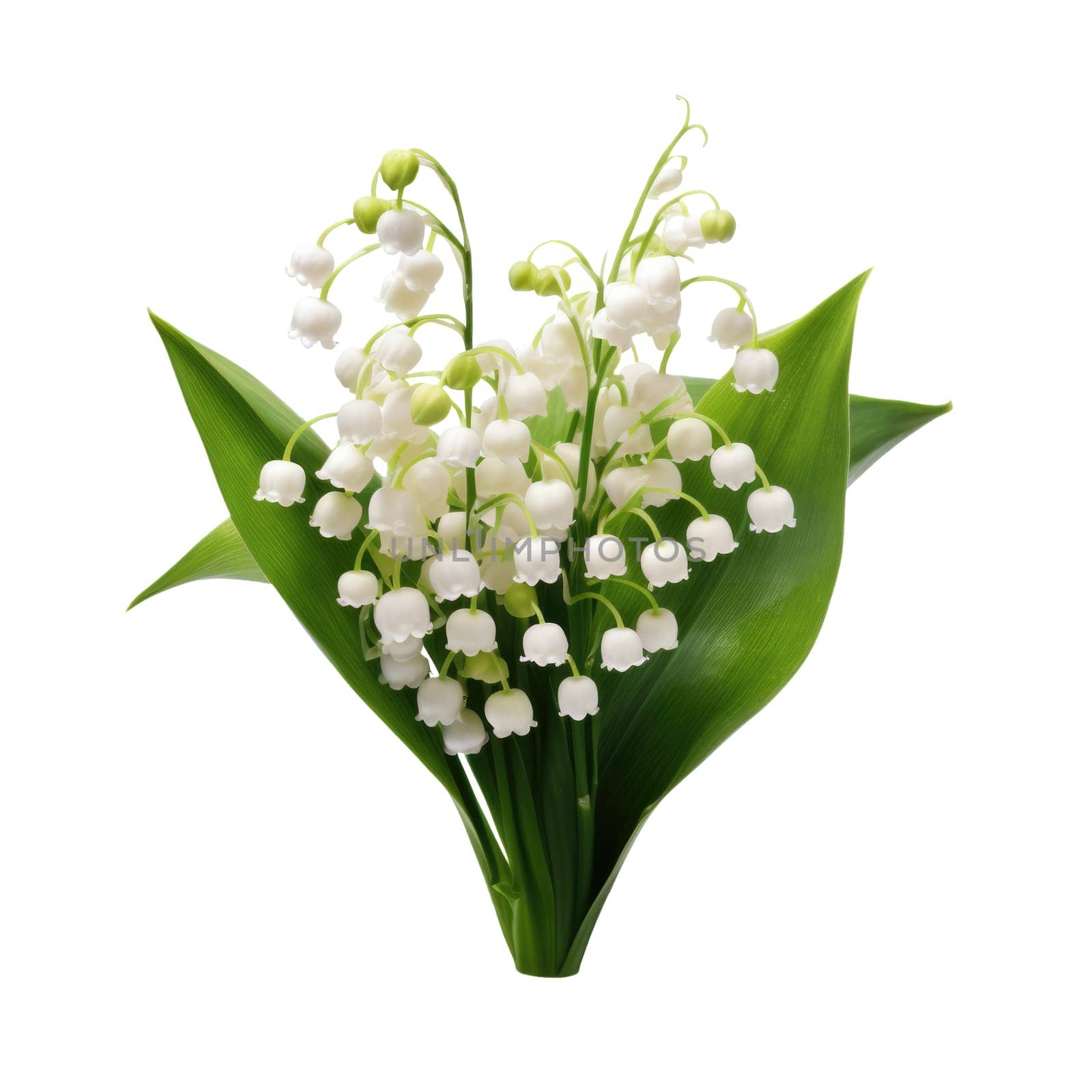 Lily of the valley isolated on white background AI