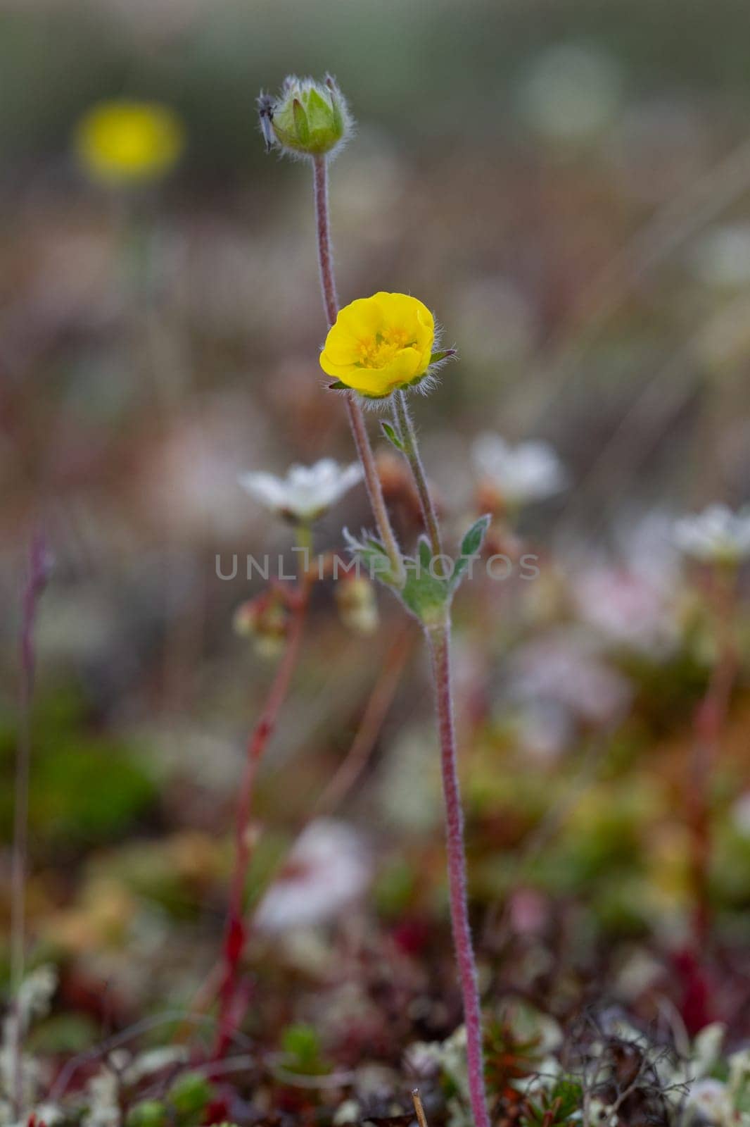 A single arctic cinquefoil flower growing on the tundra in central Nunavut, Canada by Granchinho