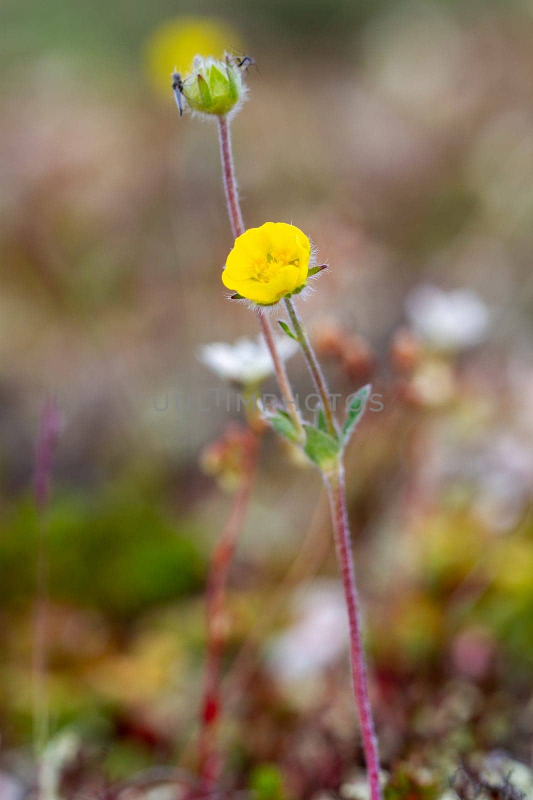 A single arctic cinquefoil flower growing on the tundra in central Nunavut, Canada by Granchinho