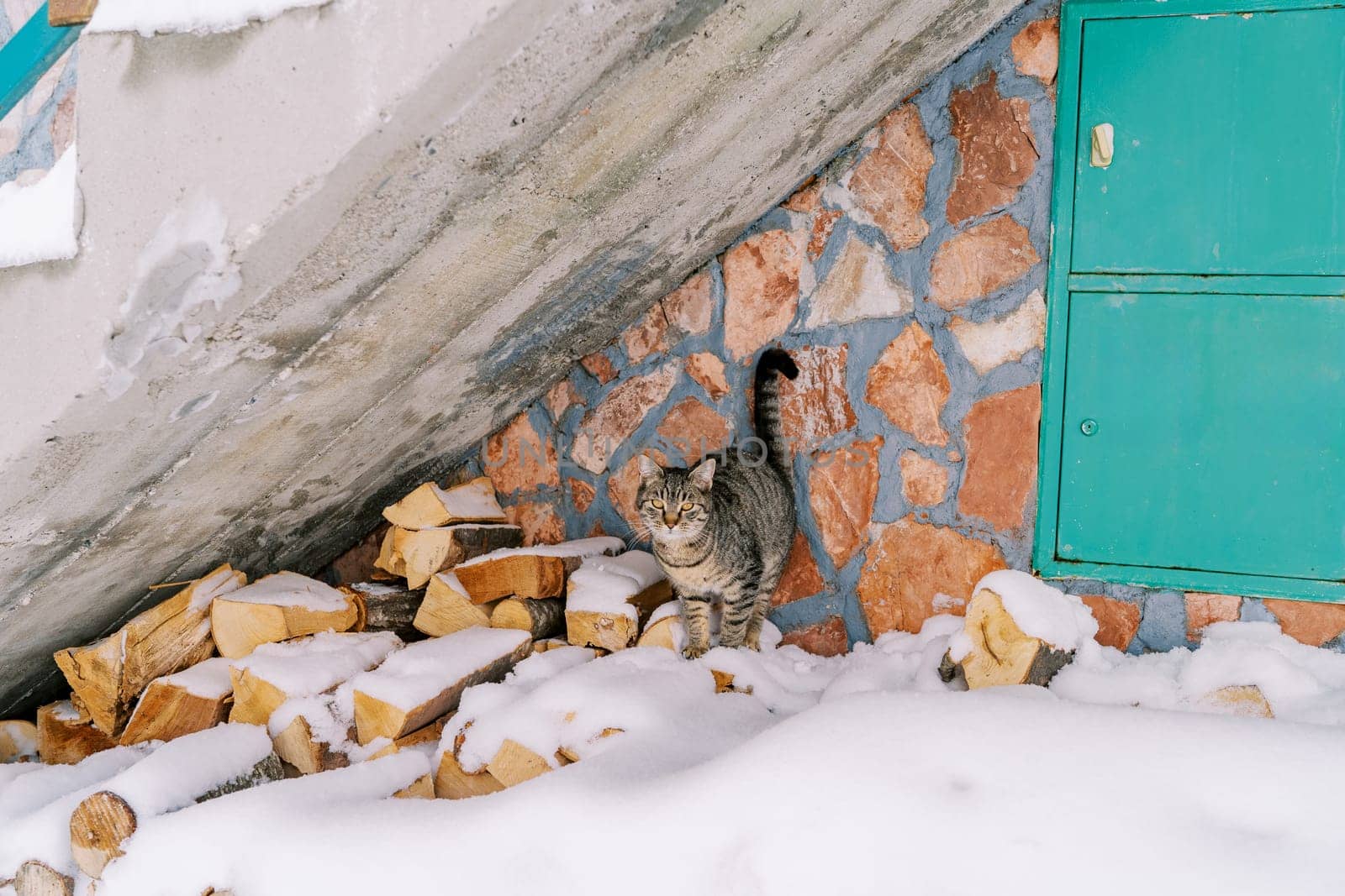 Tabby cat stands on a snow-covered pile of firewood near the wall of a stone house. High quality photo