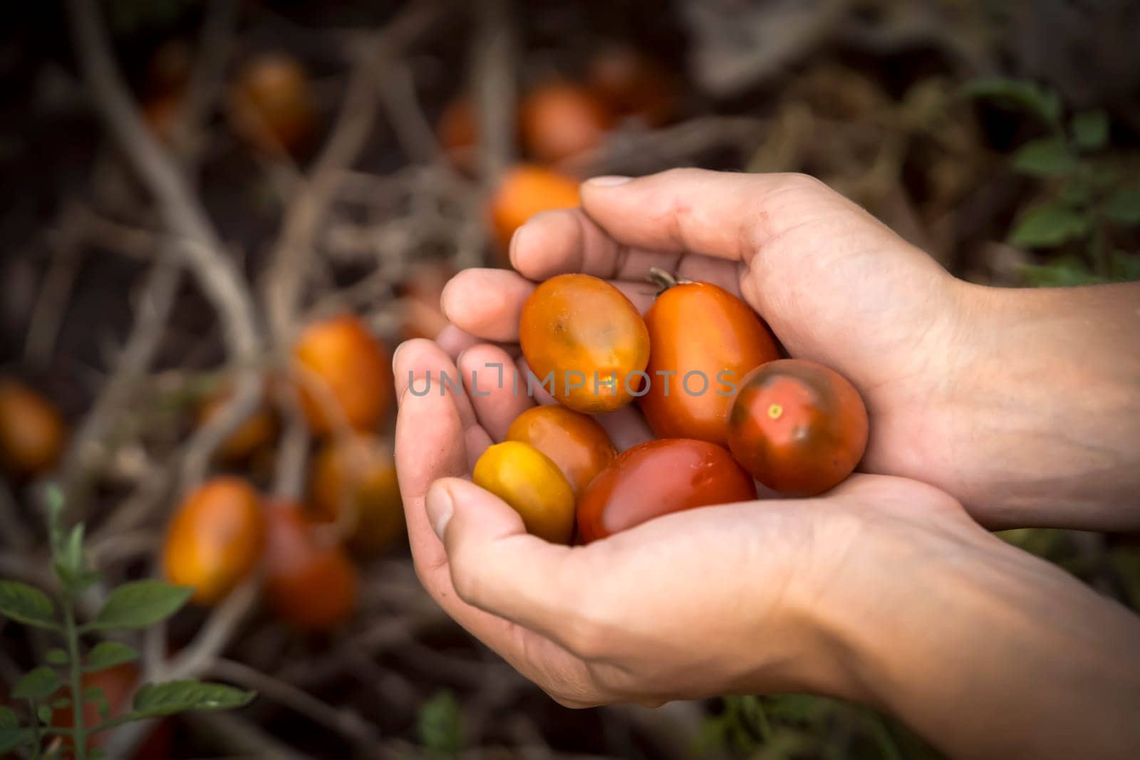 A woman holds in her hands the collected tomatoes from the vegetable garden close-up, the farmer grows and cares for plants, harvests tomatoes of different varieties.