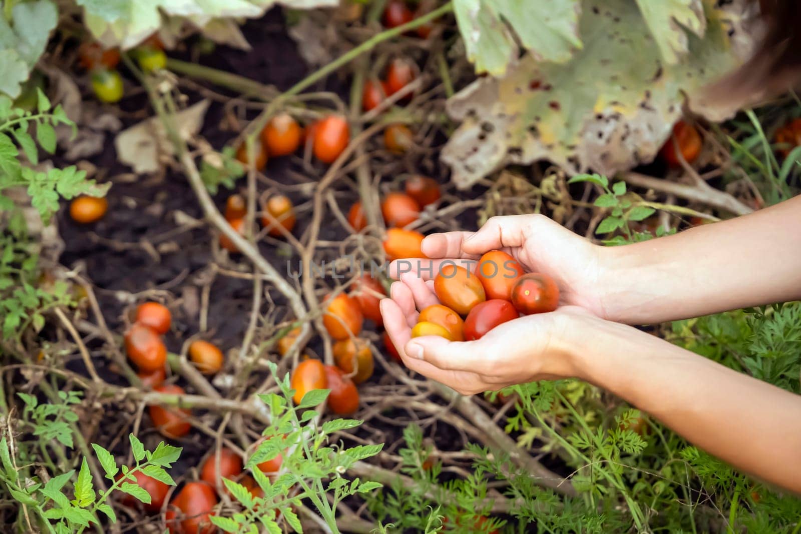 A woman holds in her hands the collected tomatoes from the vegetable garden close-up, the farmer grows and cares for plants, harvests tomatoes of different varieties.