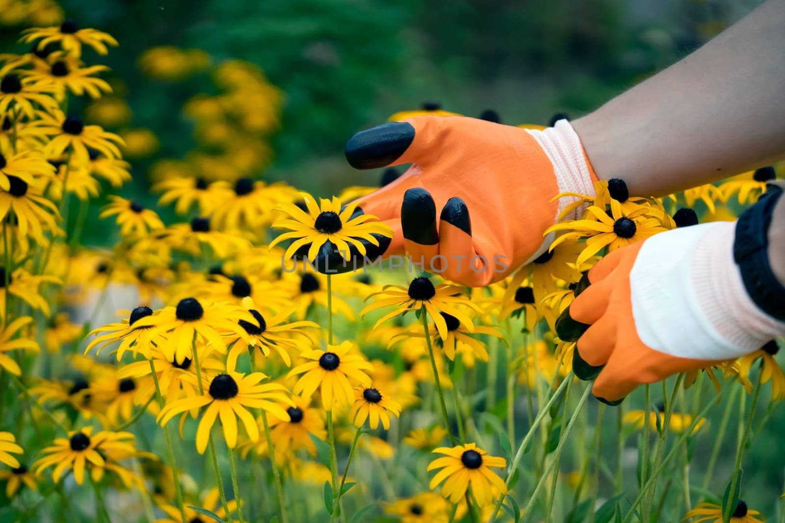 Florist cultivates, grows beautiful flowers of orange and yellow colors Rudbeckia fulgida, in his garden, gloved hands close-up.