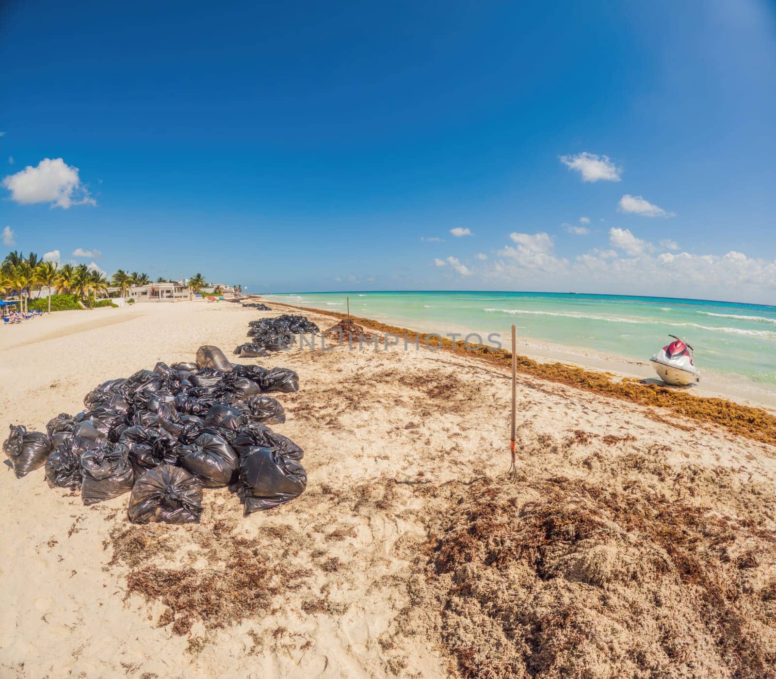The beautiful Caribbean beach totally filthy and dirty the nasty seaweed sargazo problem in Playa del Carmen Quintana Roo Mexico by galitskaya