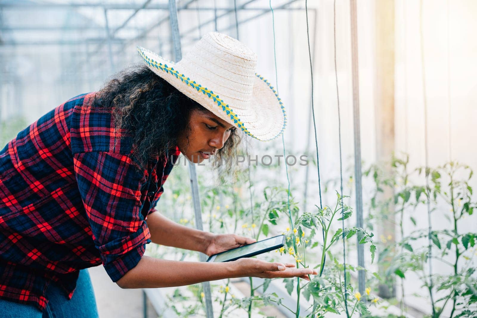 A confident woman farmer in a black shirt checks tomato leaves using her phone in a greenhouse by Sorapop