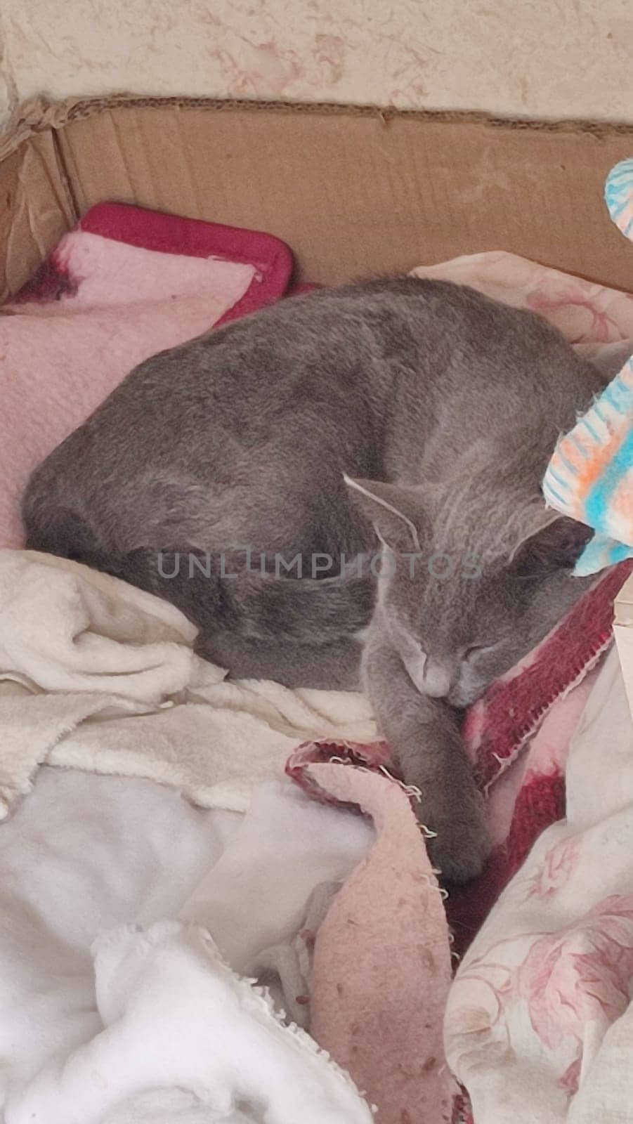 gray cat sleeps on a blanket, pets, animal. High quality photo