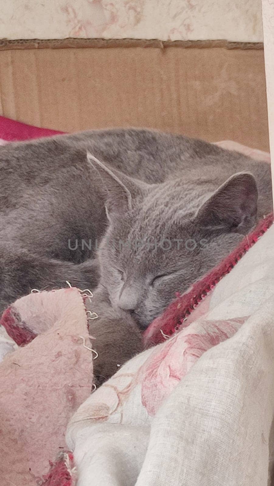 gray cat sleeps on a blanket, pets, animal. High quality photo