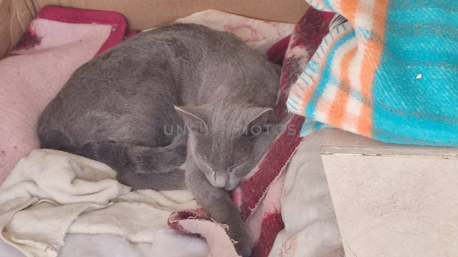 gray cat sleeps on a blanket, pets, animal. High quality photo