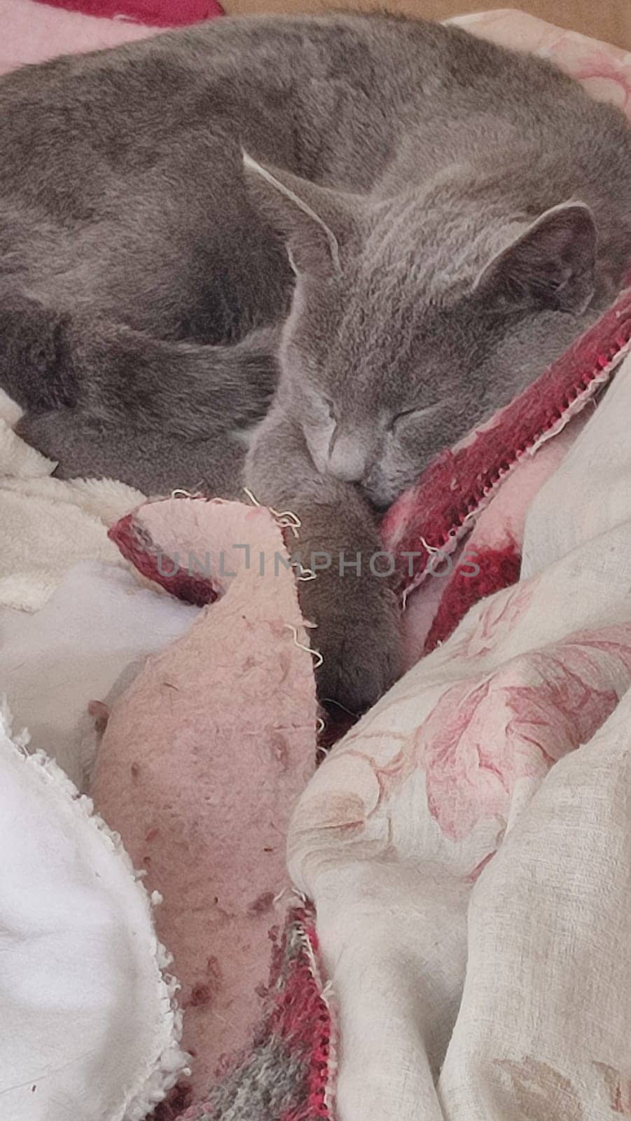 gray cat sleeps on a blanket, pets, animal. High quality photo