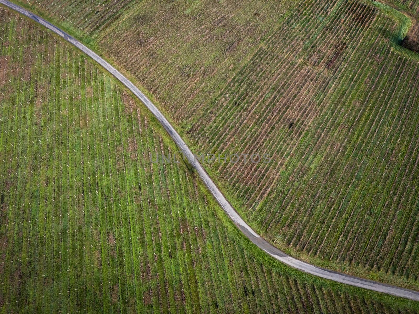 FRANCE, GIRONDE, SAINTE CROIX DU MONT, WINDING COUNTRY ROAD THROUGH THE BORDEAUX VINEYARDS IN WINTER, VINEYARDS IN WINTER, AOC CADILLAC COTES DE BORDEAUX, BORDEAUX VINEYARD, AERIAL VIEW