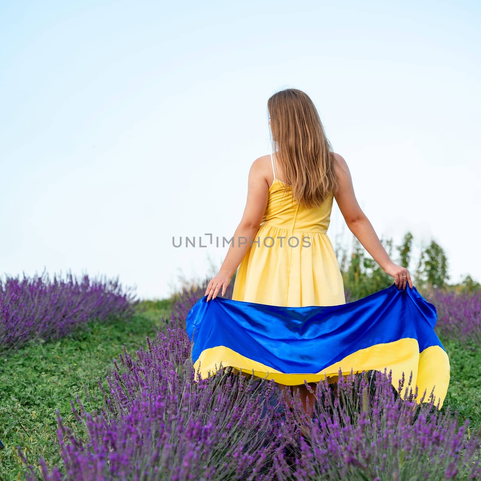 Ukrainian flag in the hands of a girl, a lavender field in Ukraine.