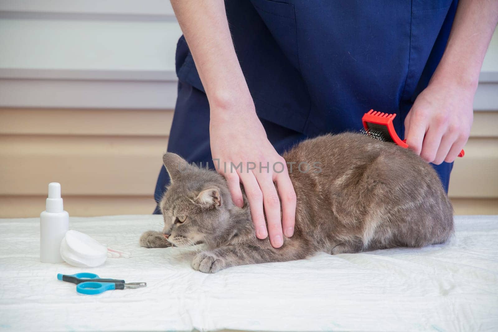 veterinarian combs a street gray kitten at the volunteer aid station free cat help, gives him first aid removes parasites, fleas, ticks, High quality photo
