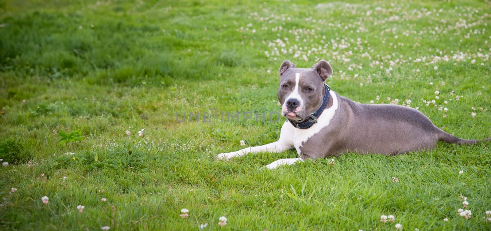 male blue white brindle American Staffordshire Terrier dog or AmStaff on green lawn by KaterinaDalemans
