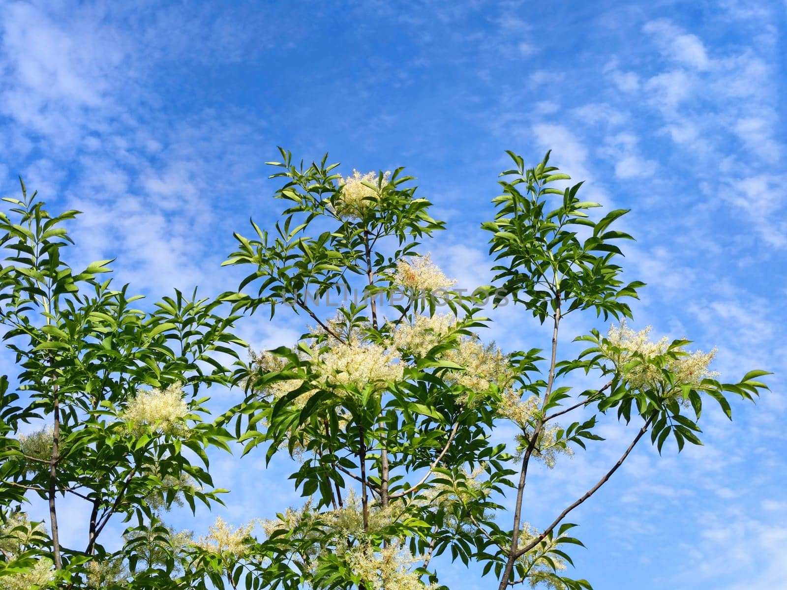 White blooming ash Fraxinus ornus against the background of the spring sunny sky.