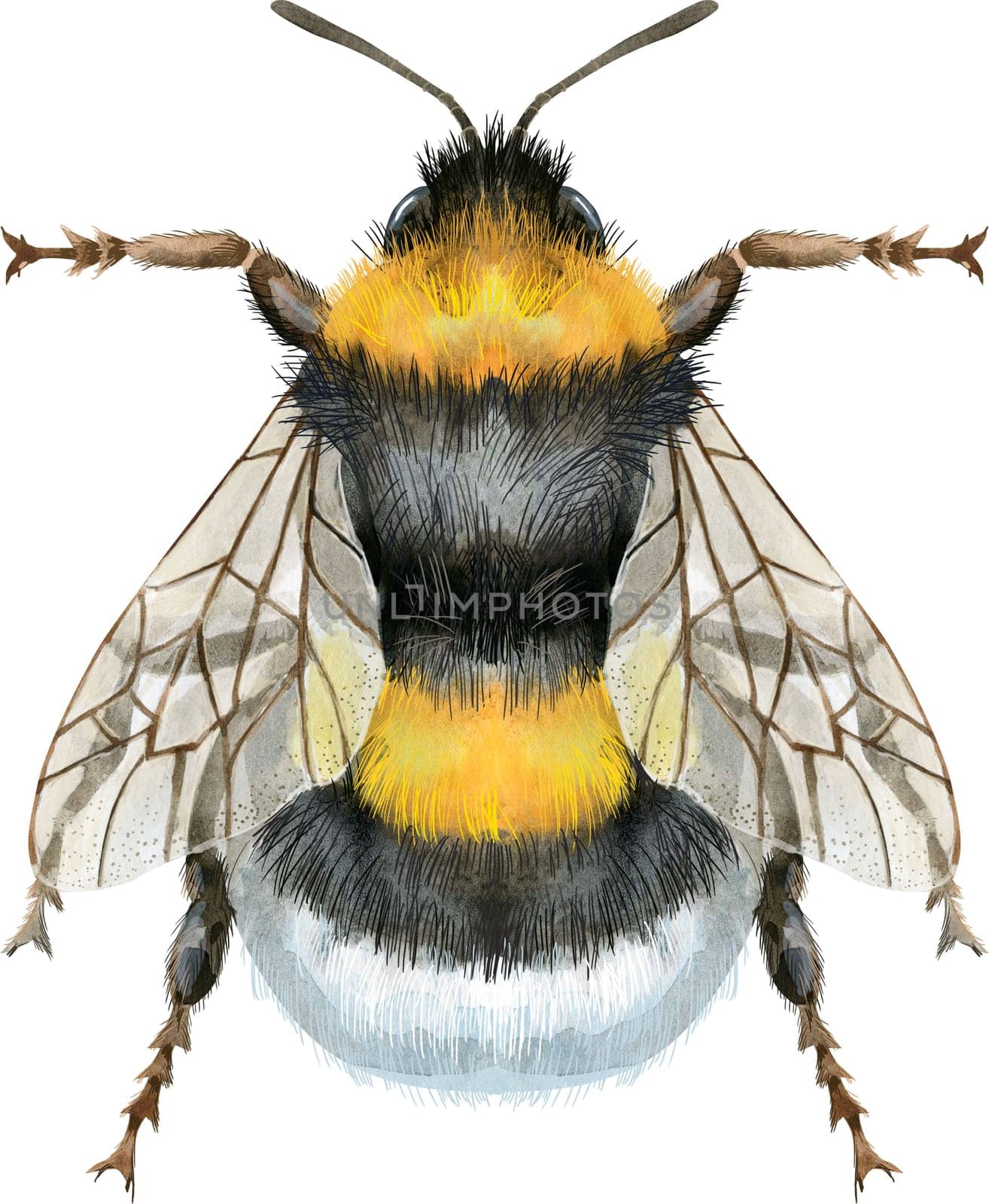 Cute earth bumblebee. Insect for t-shirt graphics. Watercolor bumblebee illustration