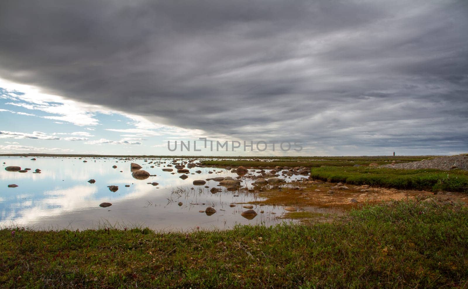 Arctic landscape with green willow plants in the foreground and a shallow pond in the background by Granchinho