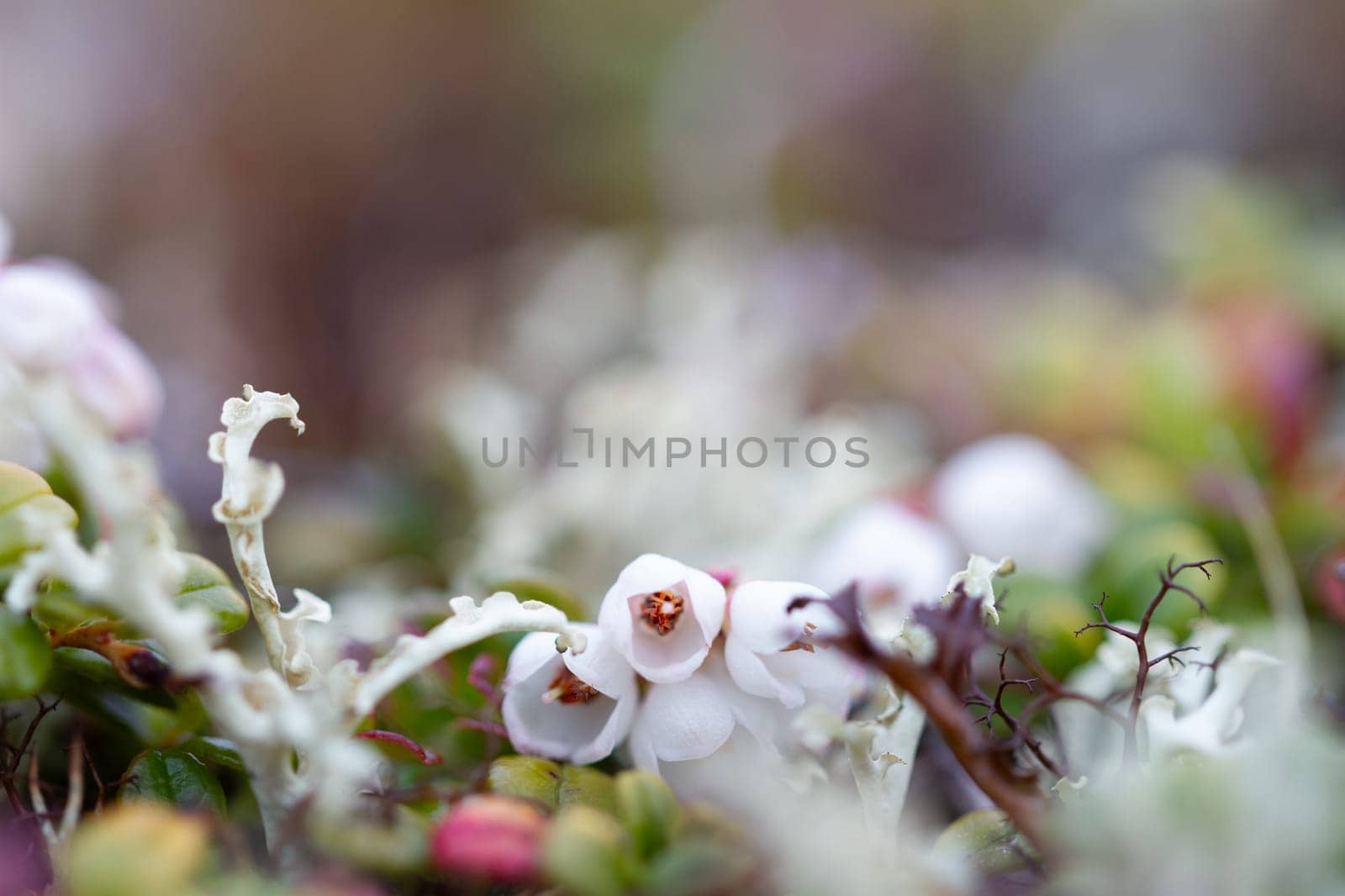 Flower of a lingonberry or cranberry growing on cryptogamic mat in the arctic tundra.. It is a low evergreen shrub with creeping horizontal roots with three (3) to eight (8) inches upright branches. The many leaves are shiny, oval, hard and evergreen with rolled over edges. The pink and white bell-shaped flowers are clustered at the end of the branches and produce tasty, tart, firm, round, red berries.