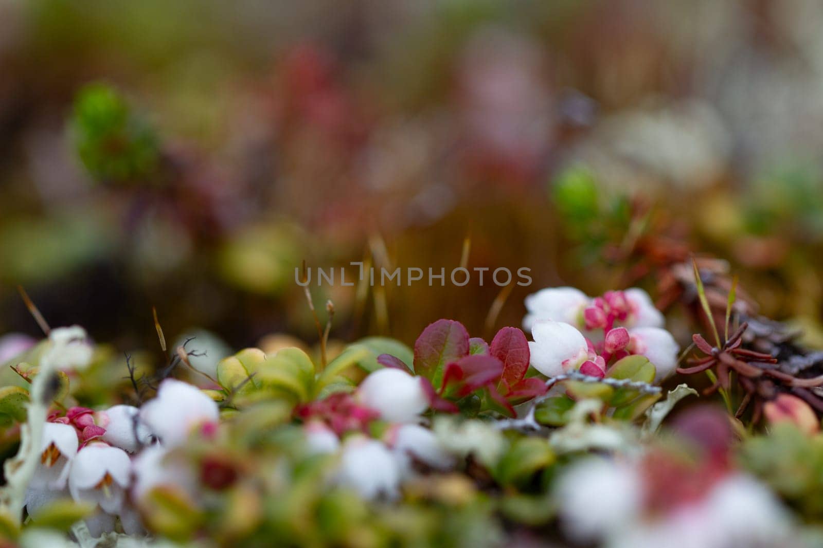 Flower of a lingonberry or cranberry found growing on the arctic tundra near Arviat, Nunavut, Canada by Granchinho