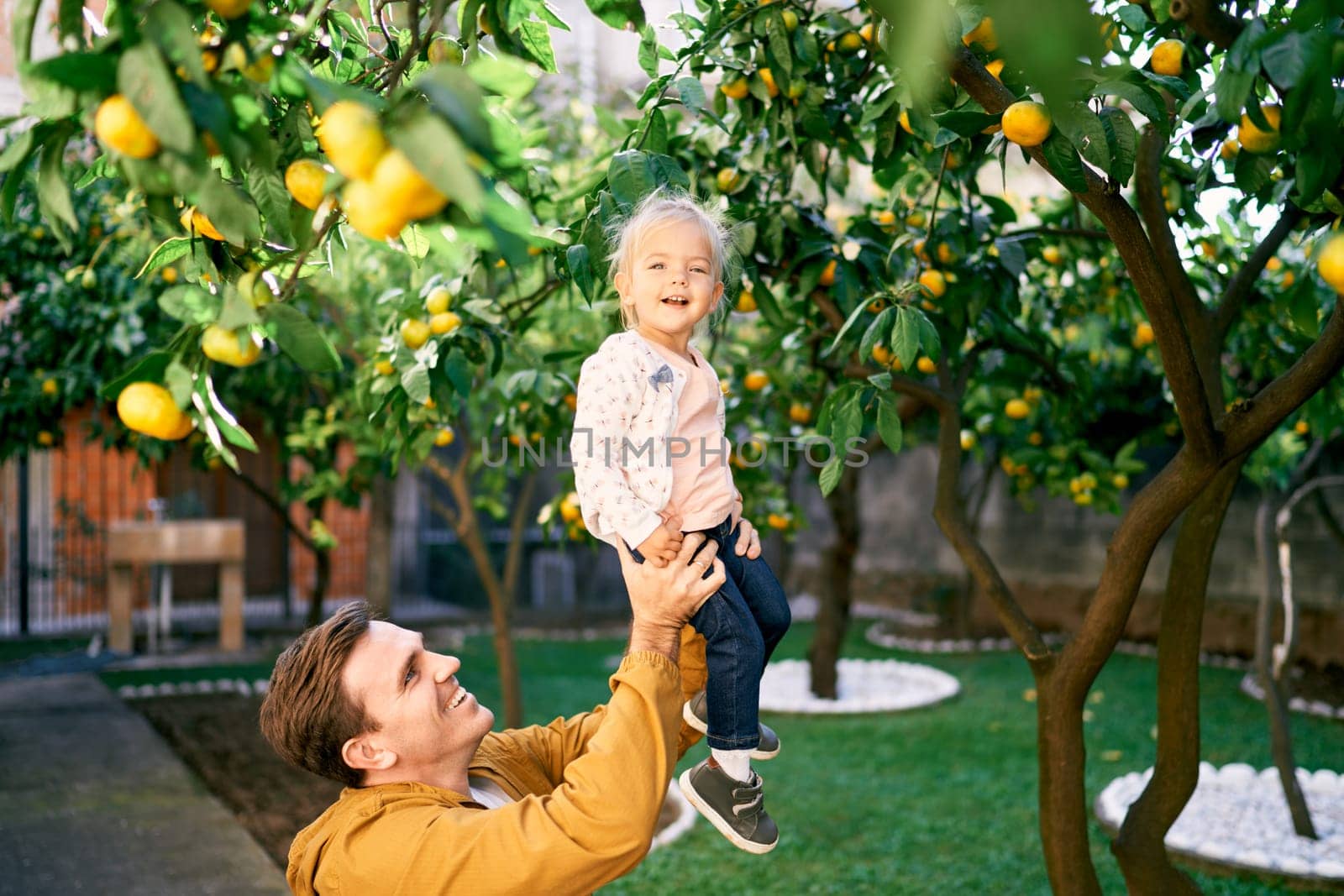 Dad lifts a smiling little girl in his arms to ripe tangerines on a tree by Nadtochiy